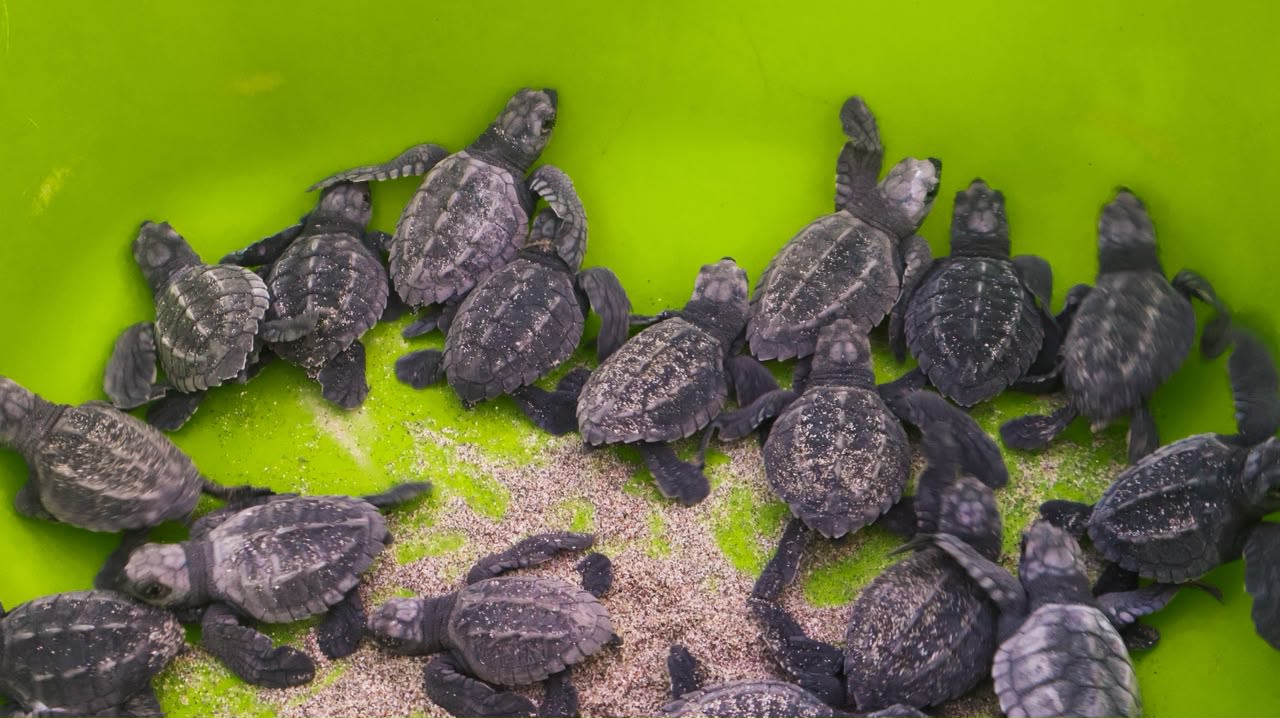 Santuario de Tortugas Marinas en Estrella del Mar