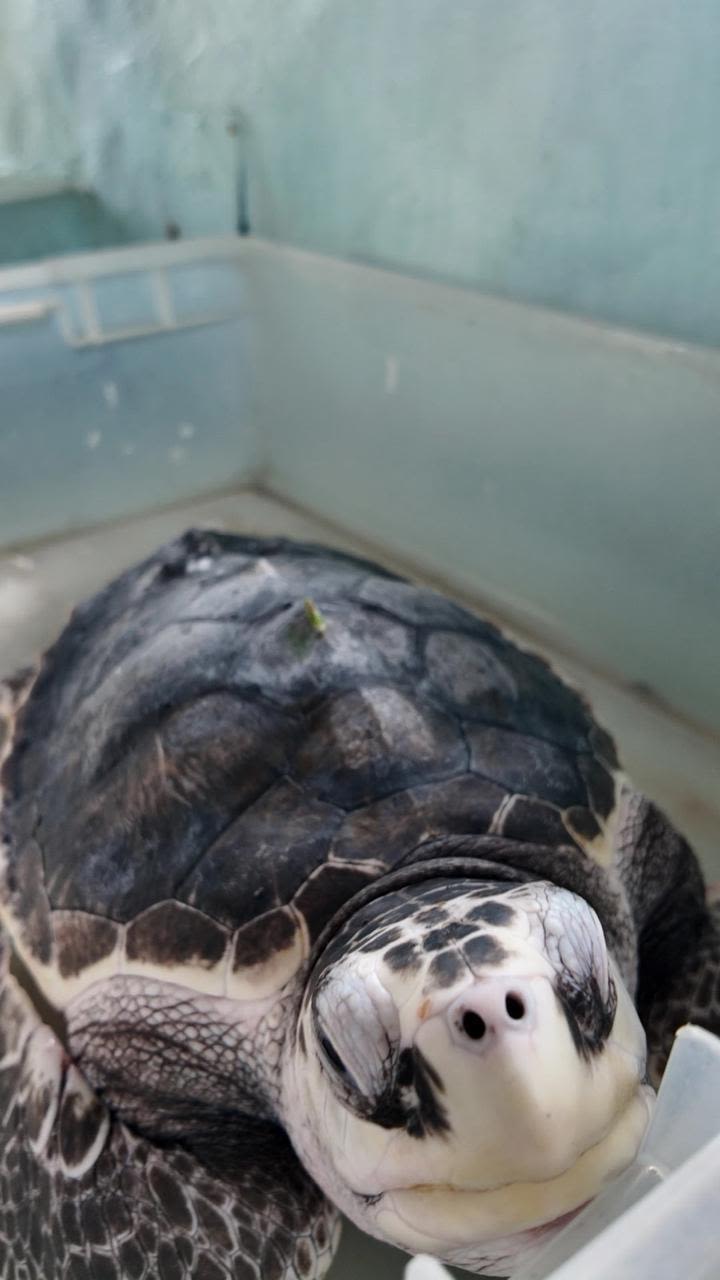 Santuario de Tortugas Marinas en Estrella del Mar