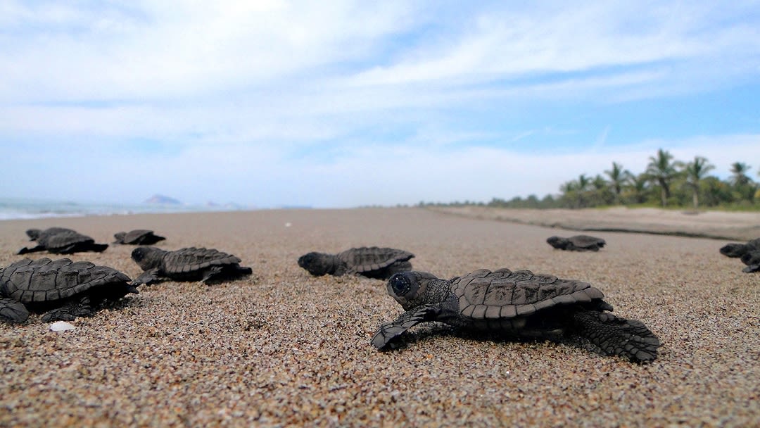 Santuario de Tortugas Marinas en Estrella del Mar