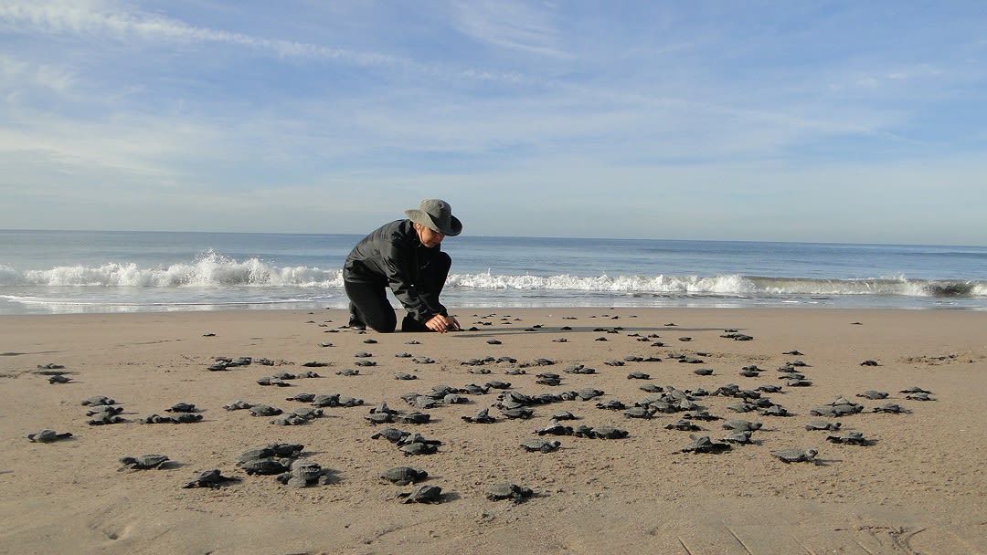 Santuario de Tortugas Marinas en Estrella del Mar