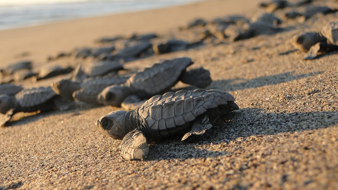 Liberación de tortugas en Estrella del Mar