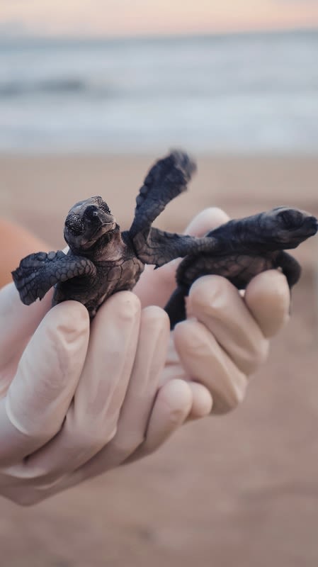 Santuario de Tortugas Marinas en Estrella del Mar