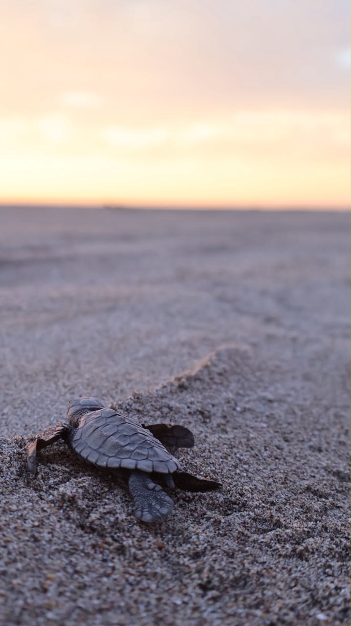 Santuario de Tortugas Marinas en Estrella del Mar