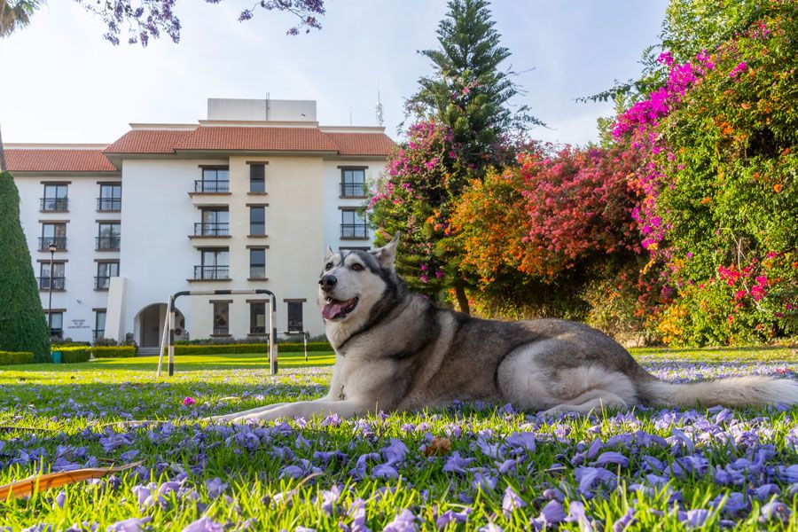 Pet Friendly Hotel Flamingo Inn