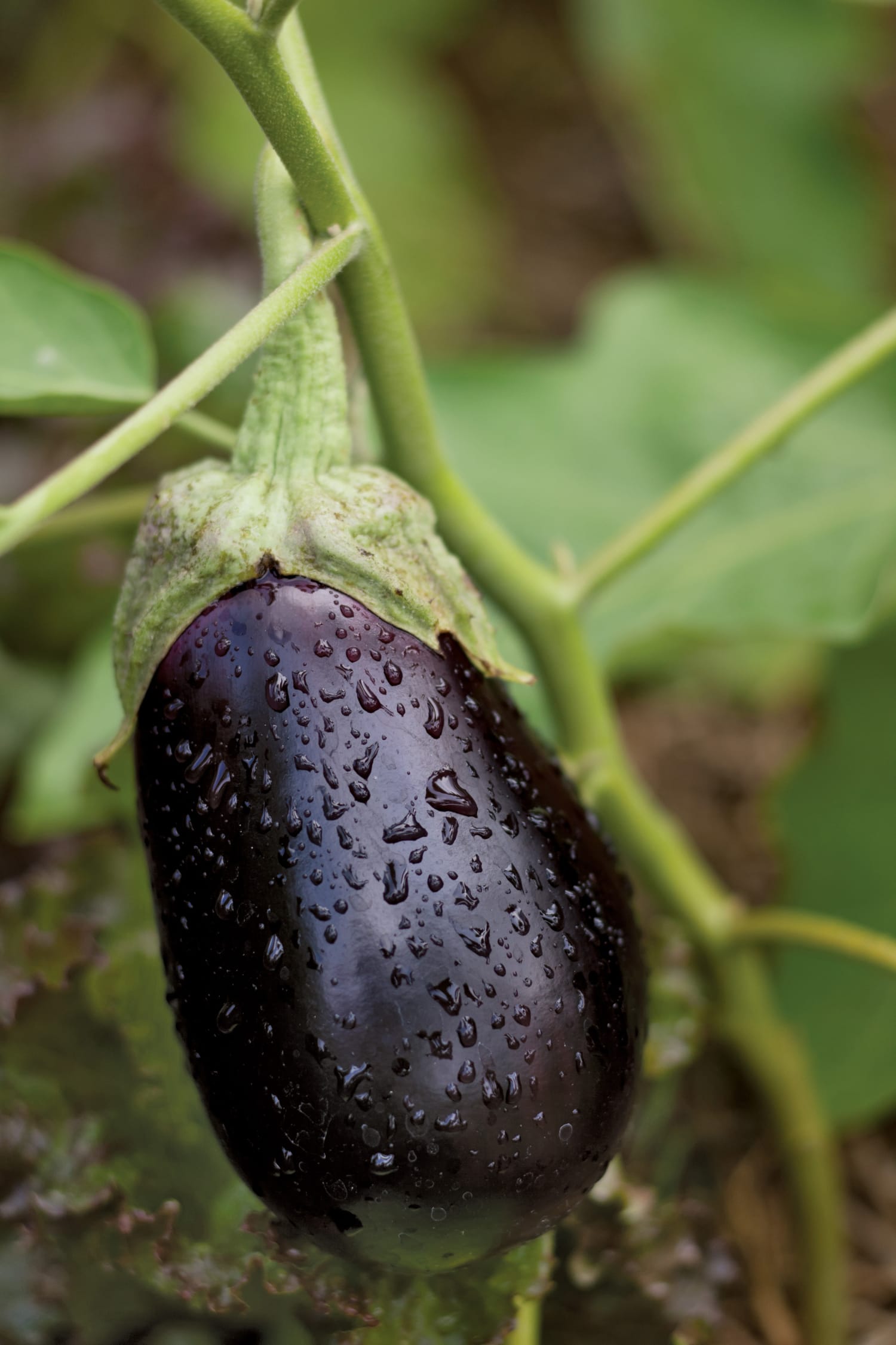 An eggplant growing in the White House Garden