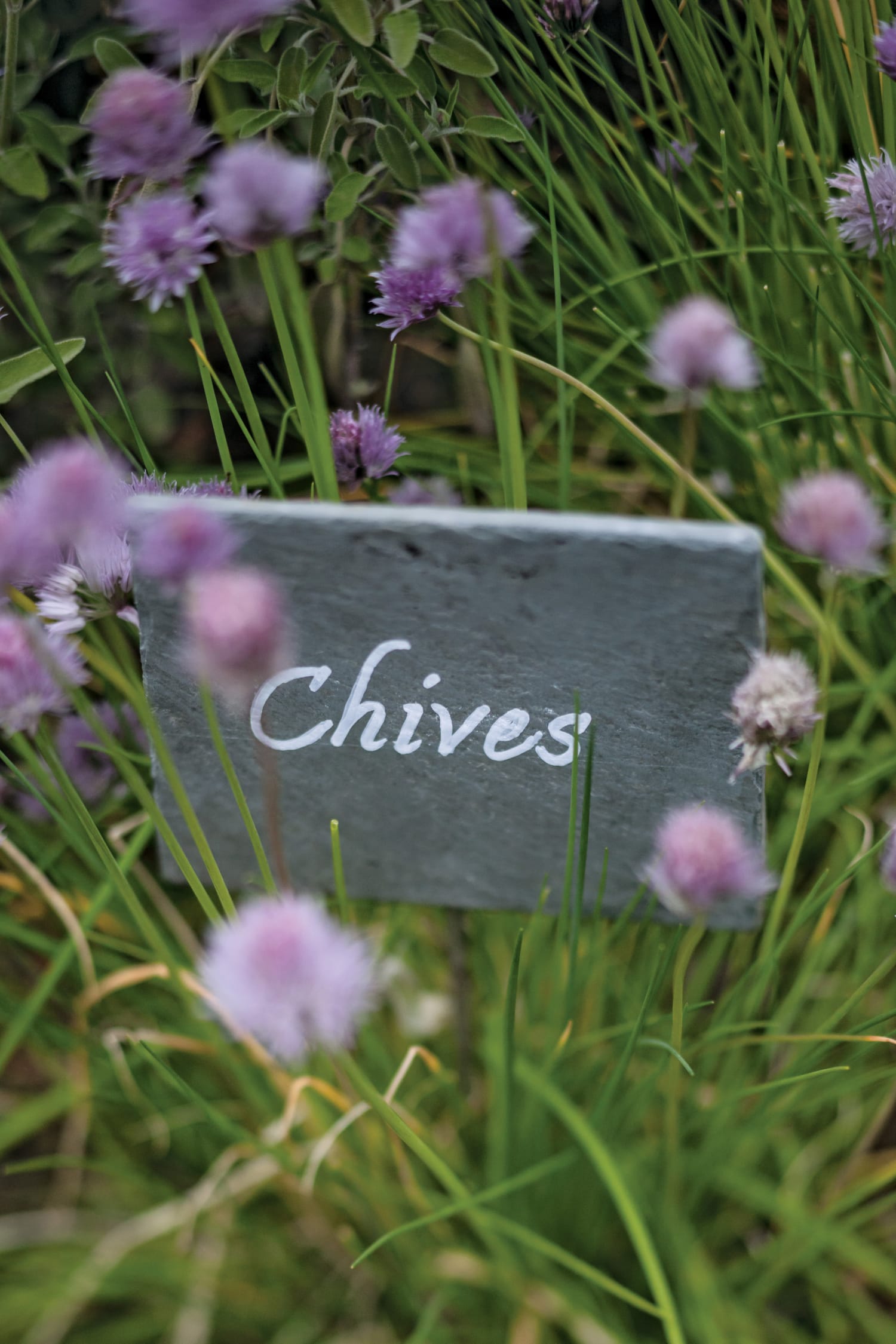 A sign for Chives in the White House Garden