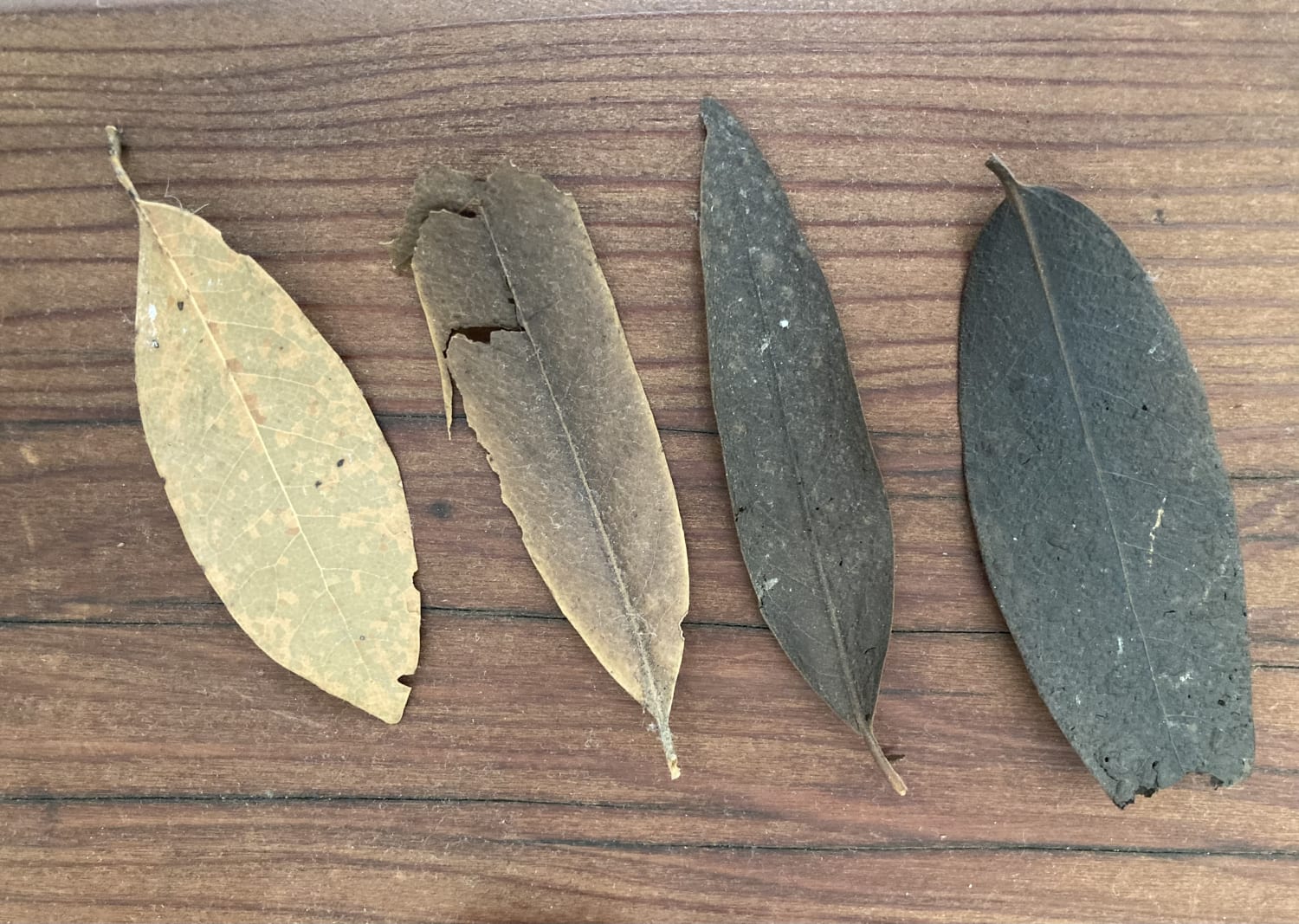 Bay Leaves in Manjula Garden