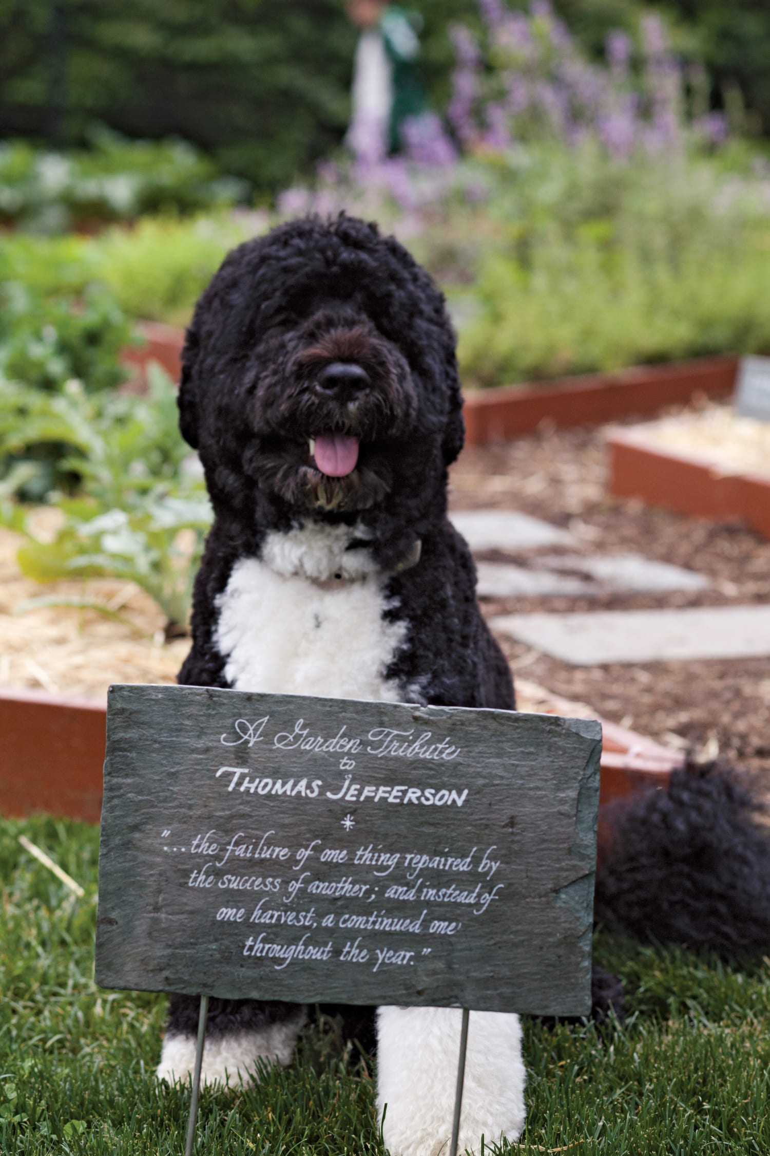The Obamas' dog in the White House Garden with a sign as a tribute to Thomas Jefferson