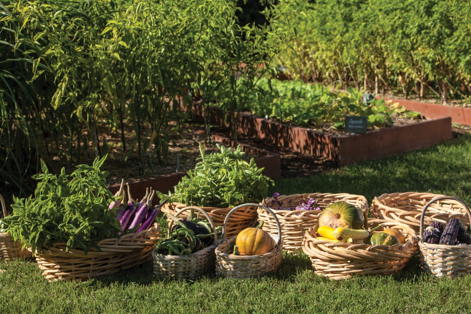 Baskets of picked vegetables and herbs from the White House Garden