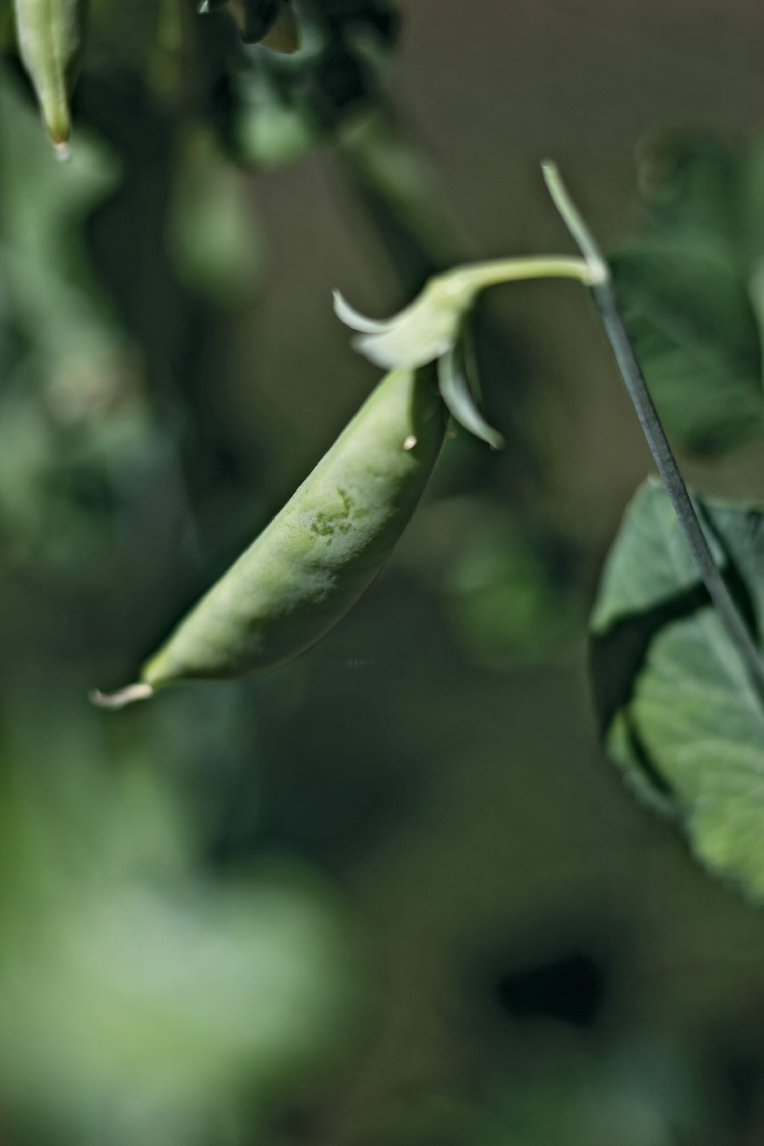 A pea pod growing in the White House Garden