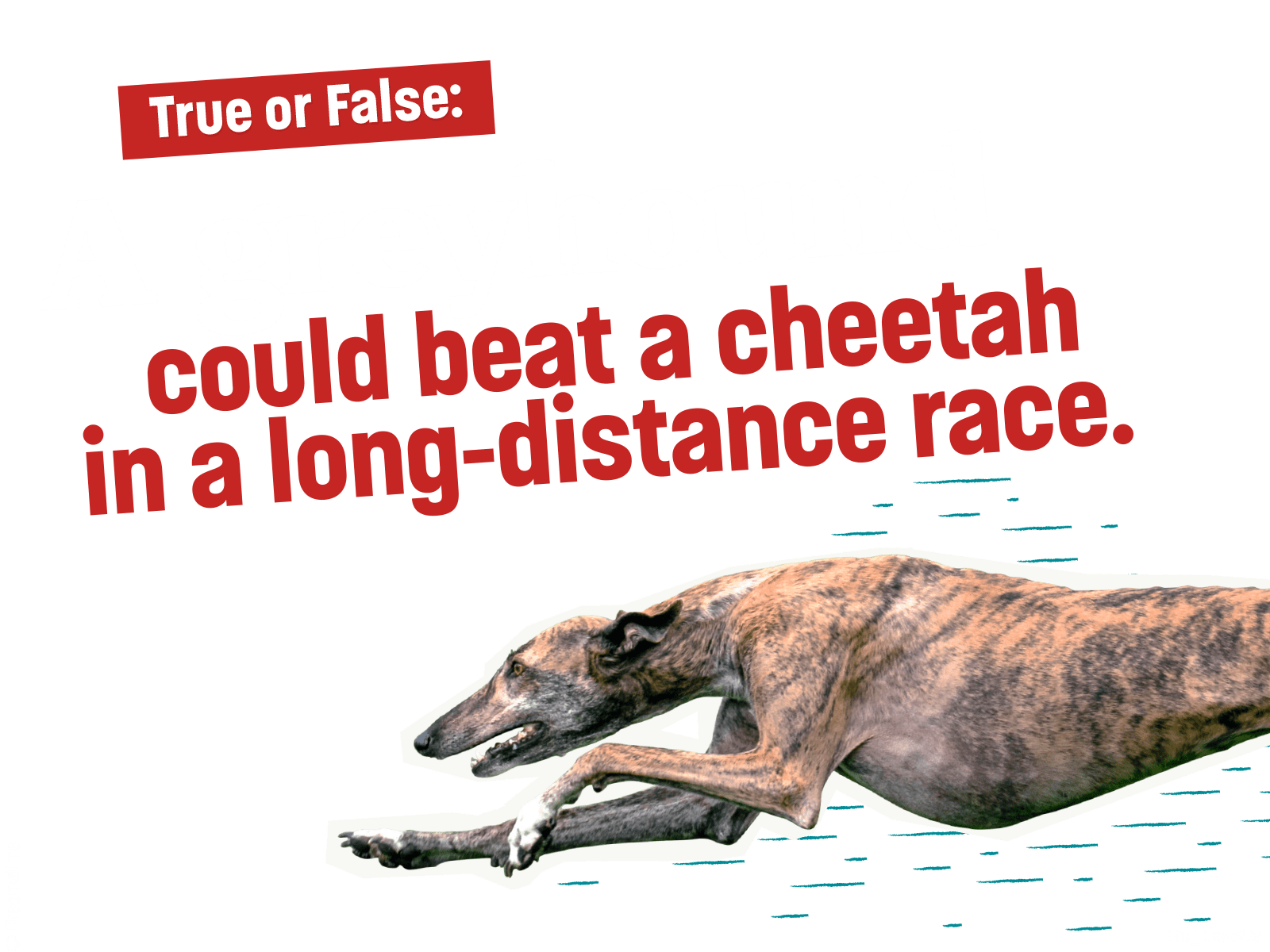 True or False: A greyhound could beat a cheetah in a long-distance race. The answer is true.