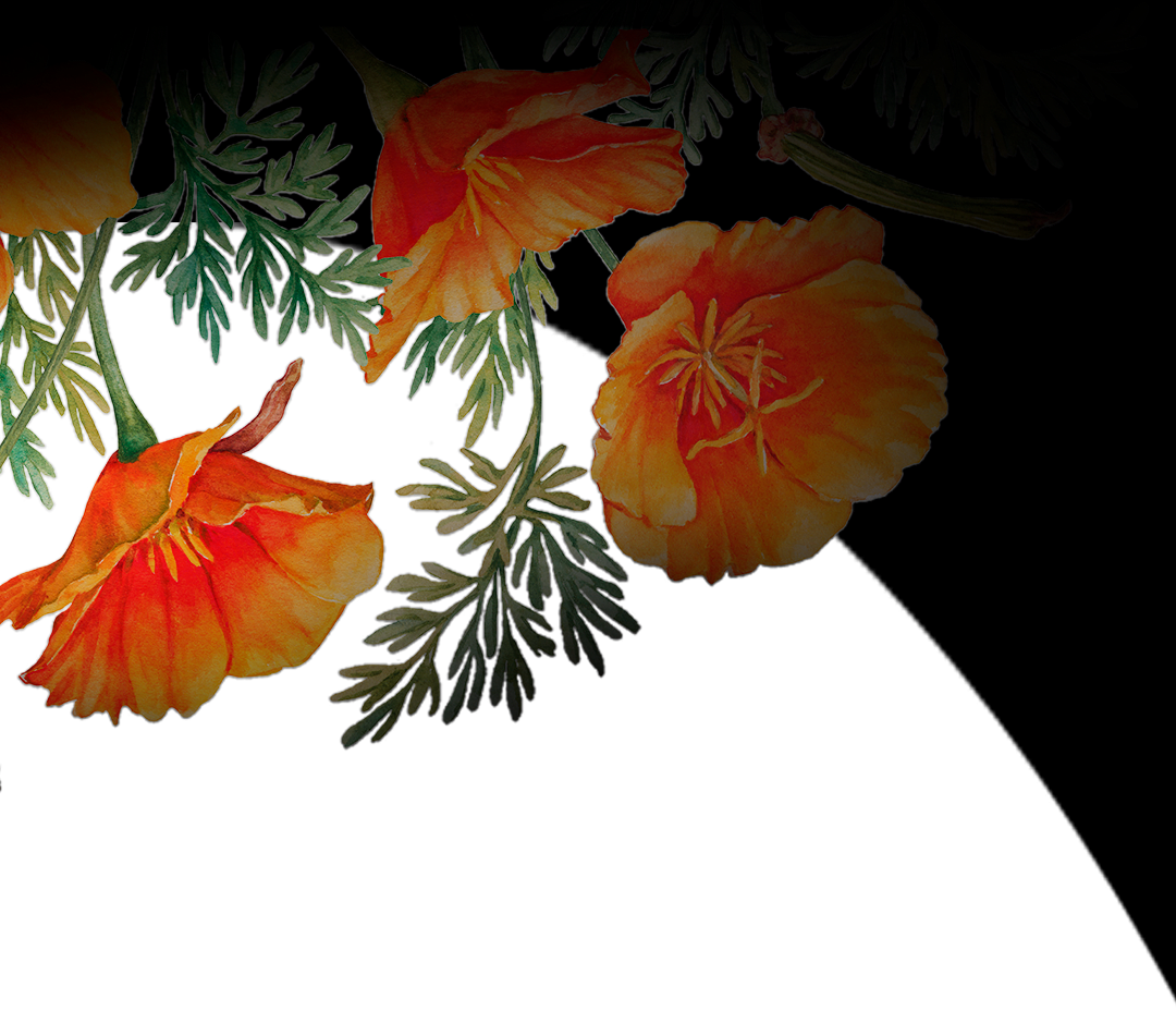 Last Fire Season - Interstitial Image 1