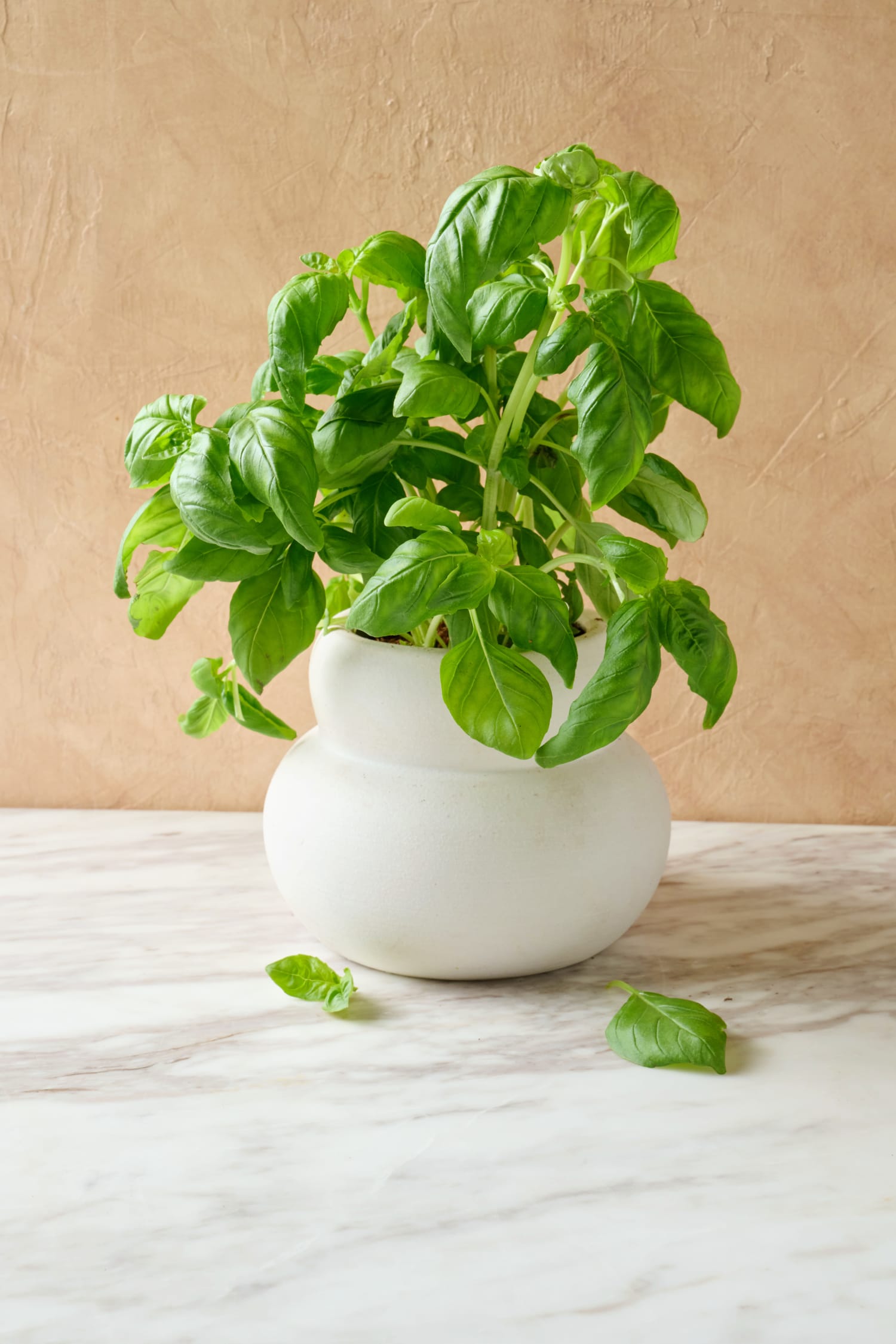 Lorafied Basil plant