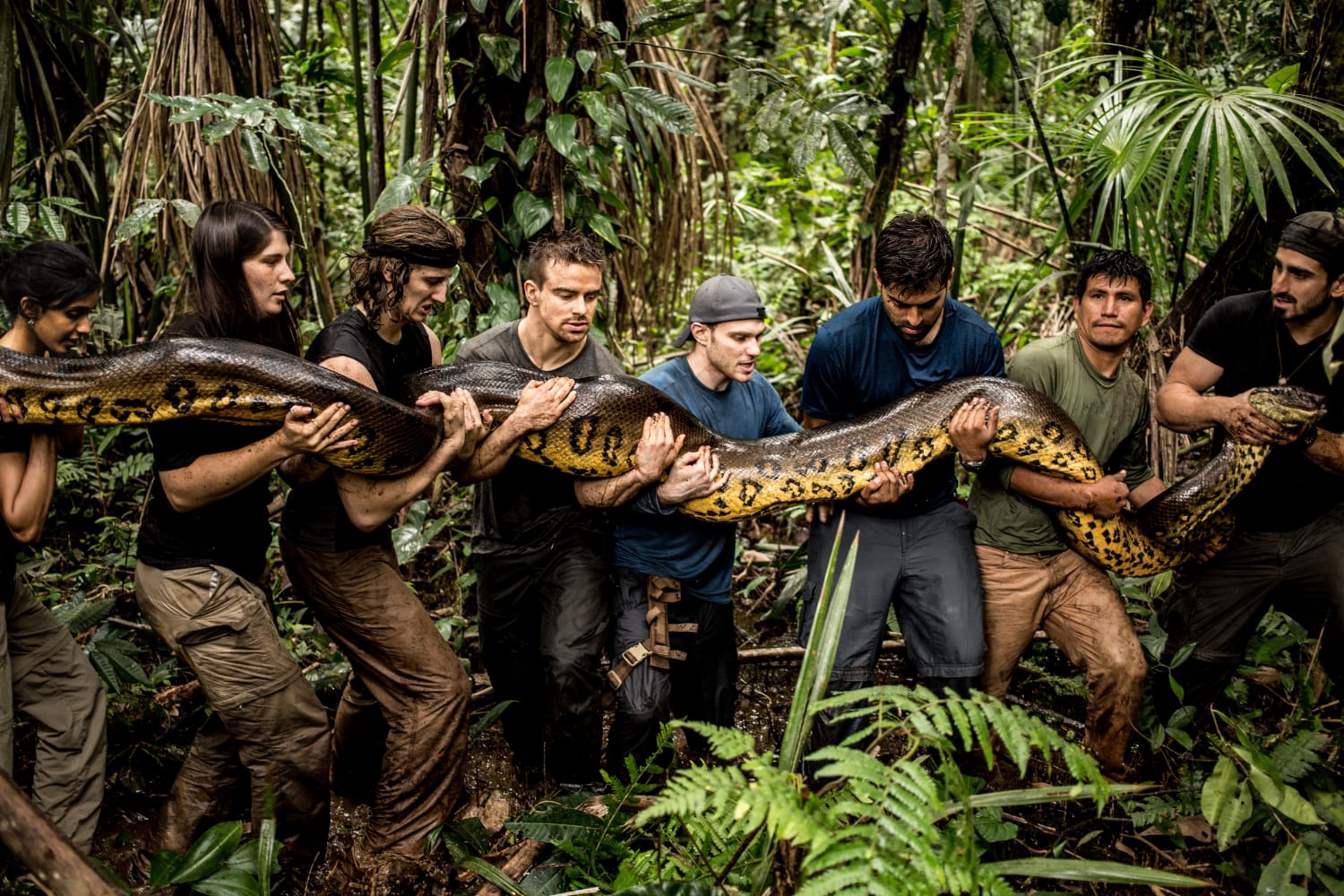 Several people holding a large anaconda in the amazon