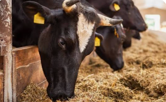 Cow