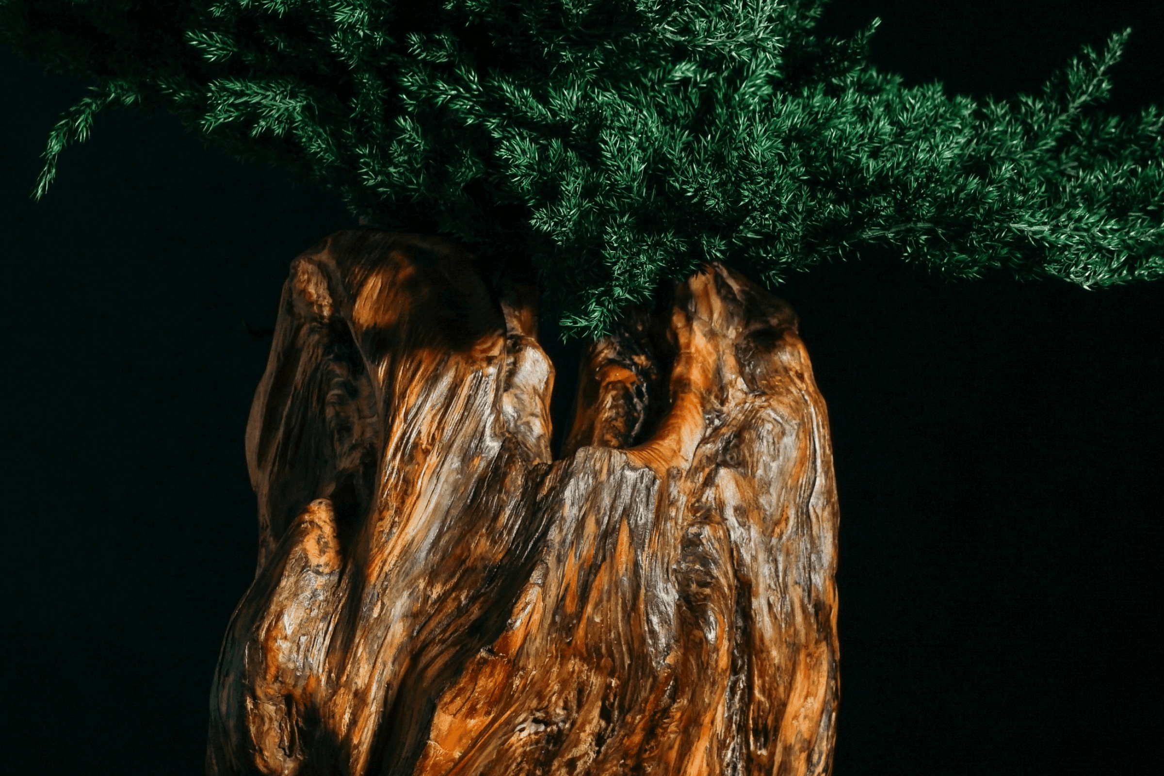 SOLEN 012 — view 6