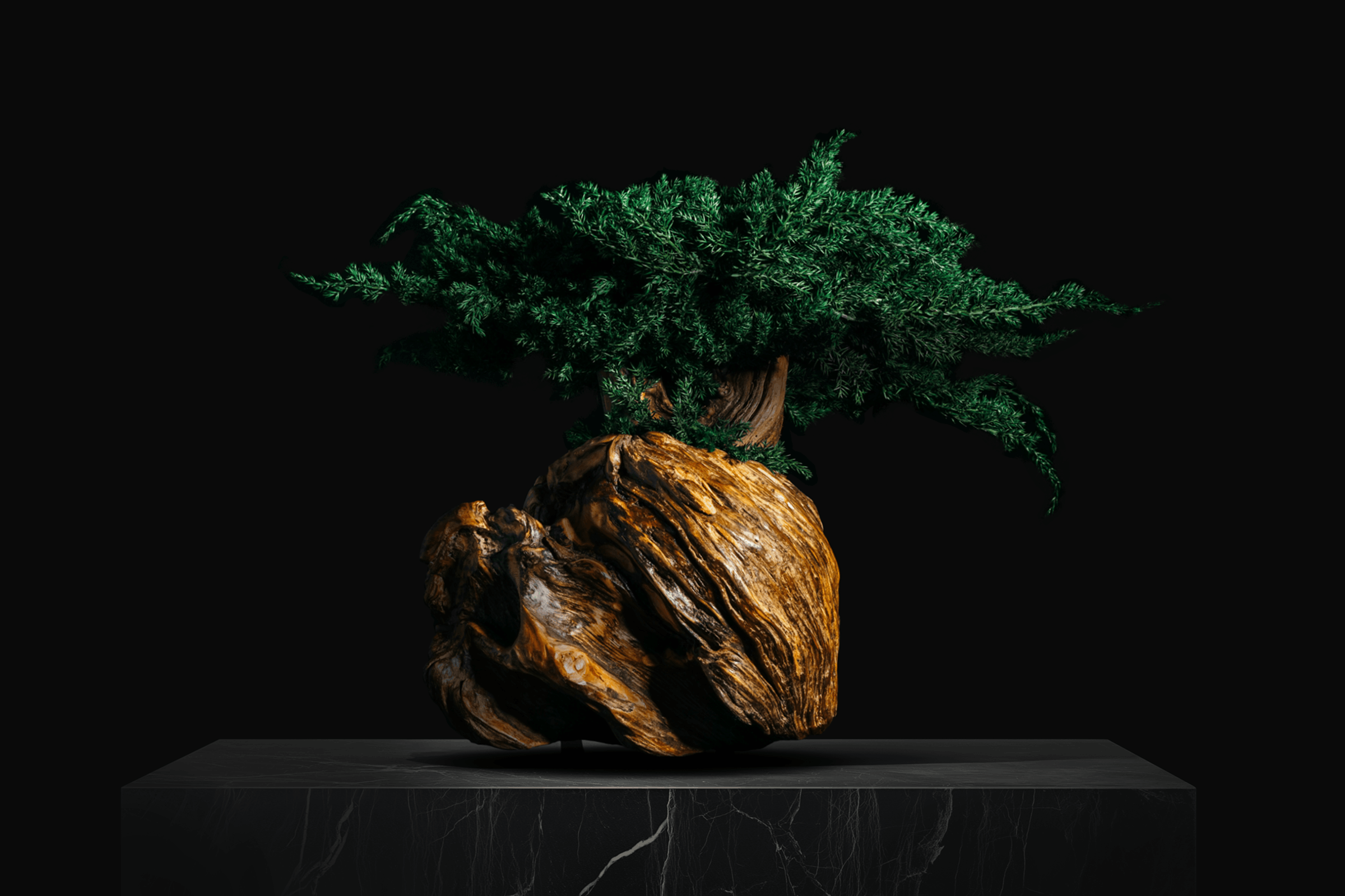 VEYN 81 — view 1