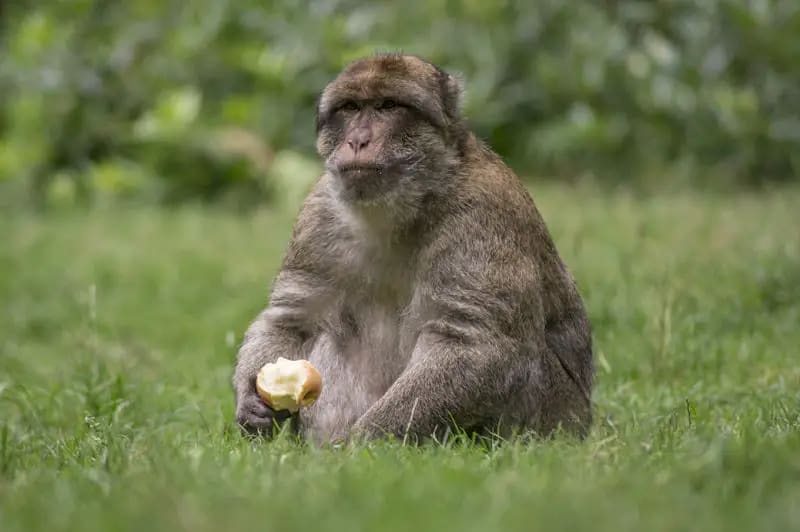 The Middle Atlas & Cedar Forests