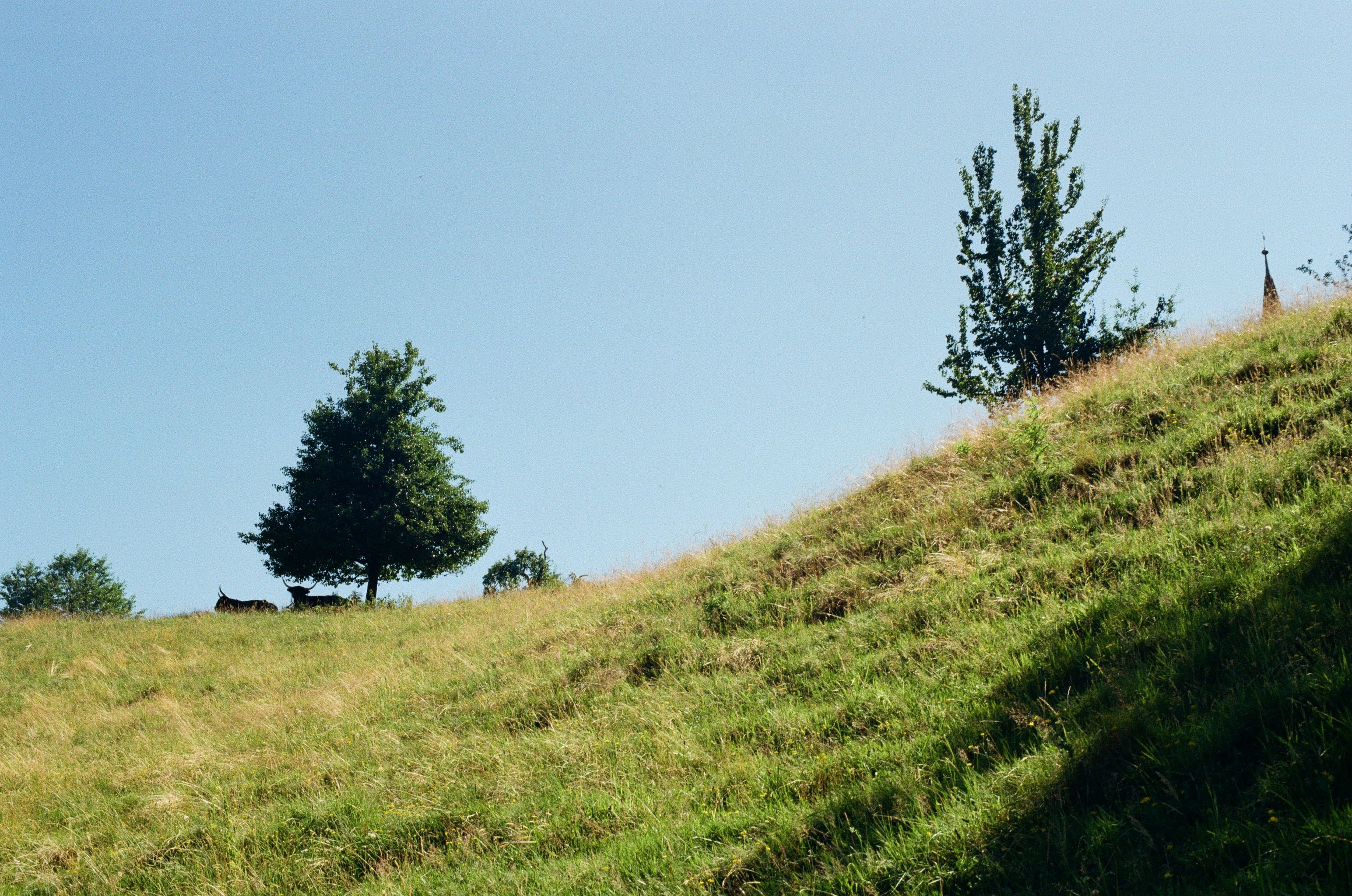 Looking up a grassy hill with a blue sky in the background. Two trees are just over the top of the hill, and two bulls can be seen sitting under one of the trees.