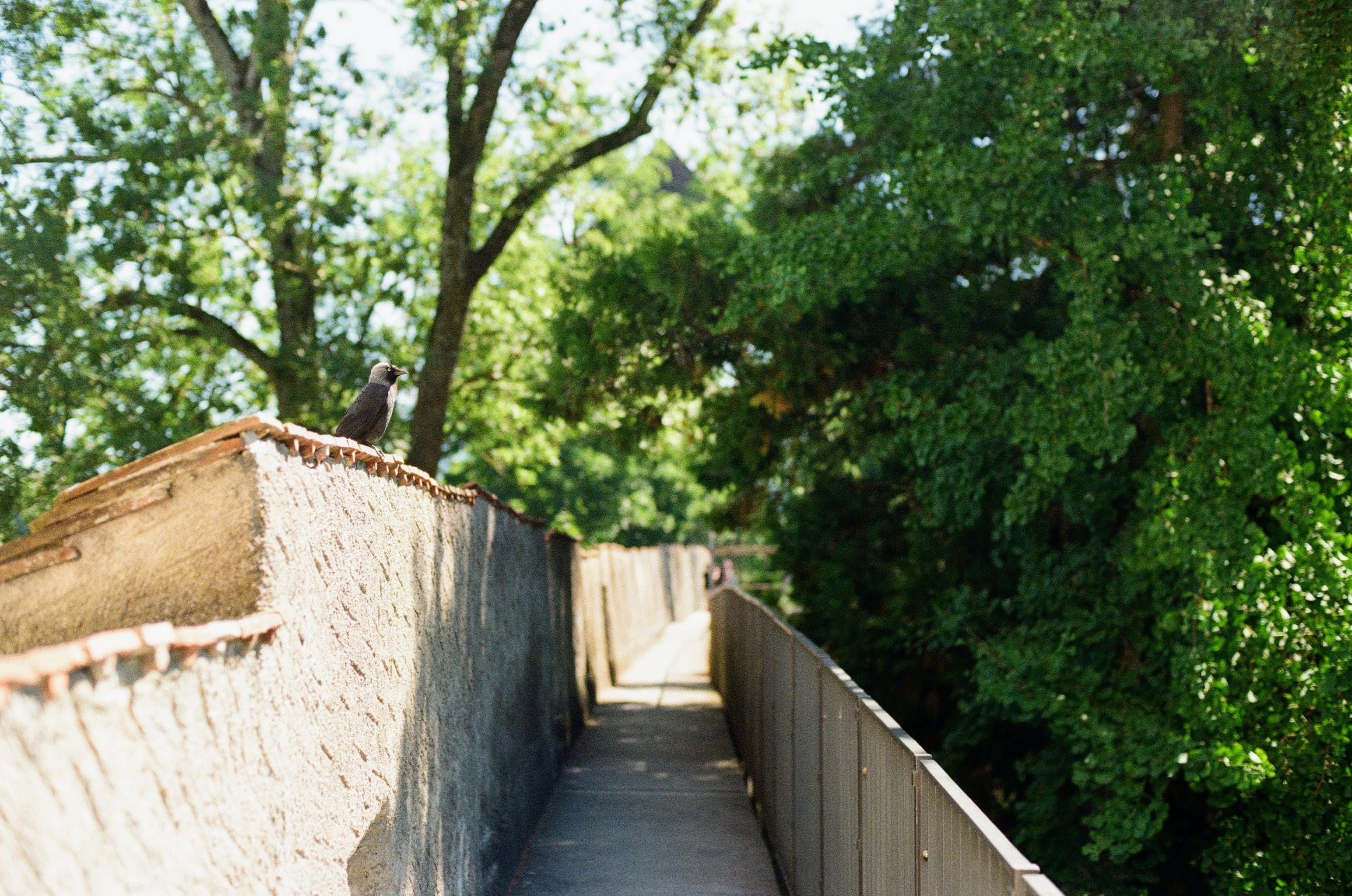 A crow sits on a stone wall looking into the distance. A walkway on the wall leads off into the distance.