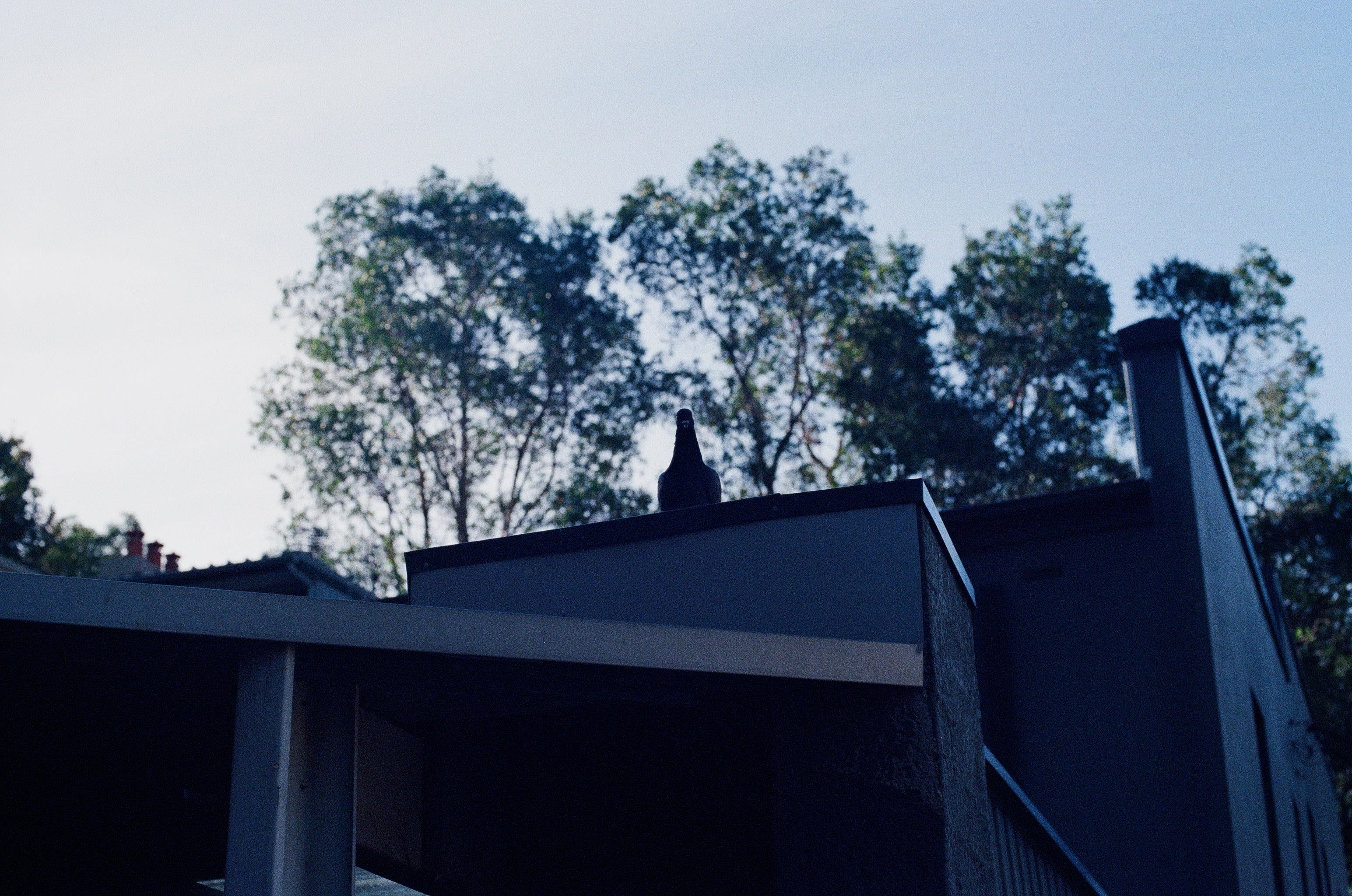 Looking up at a rooftop, with trees in the background. The figure of a pigeon sits looking at the photographer menacingly.