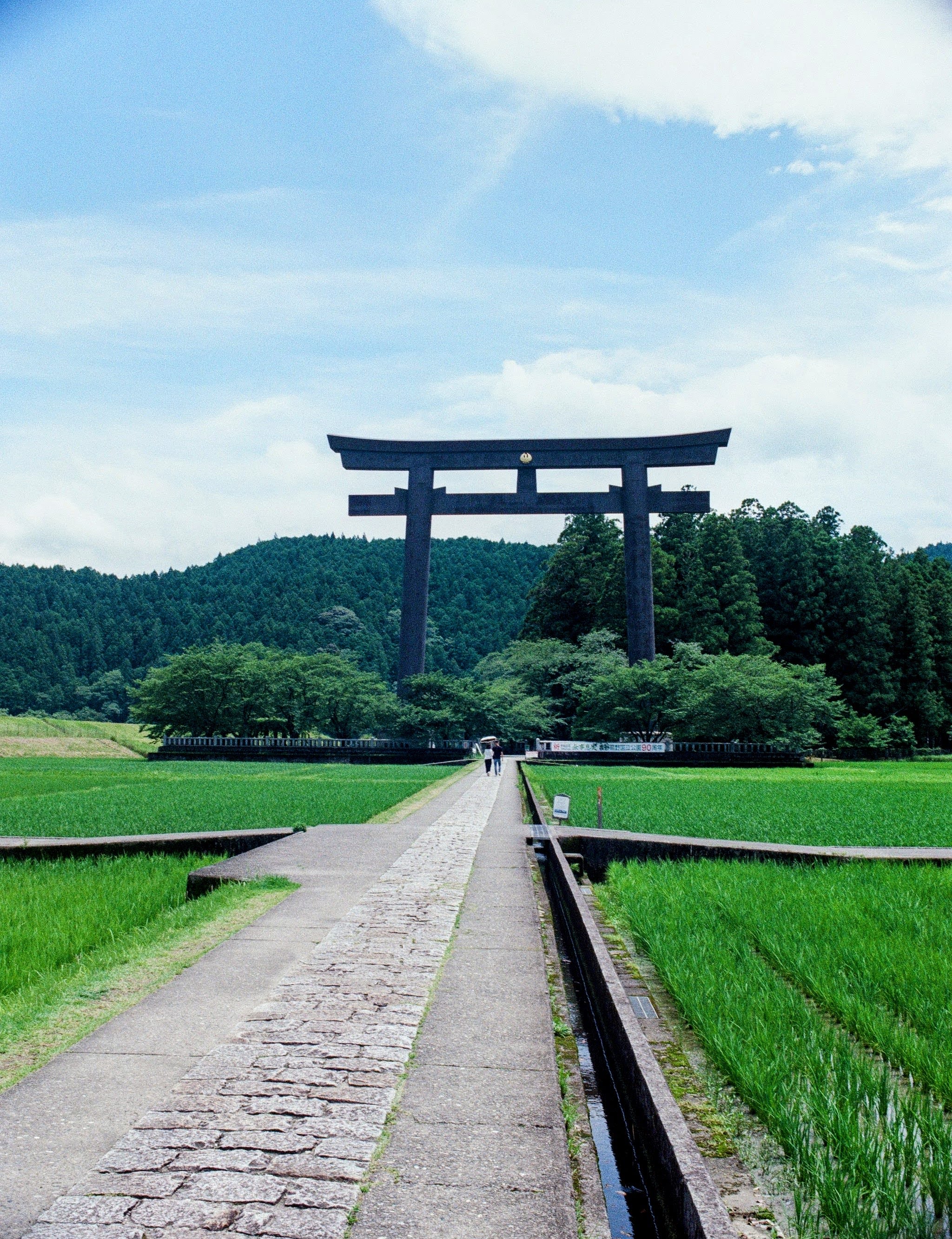 A path leads towards a large Torii gate flanked by rice fields and trees.