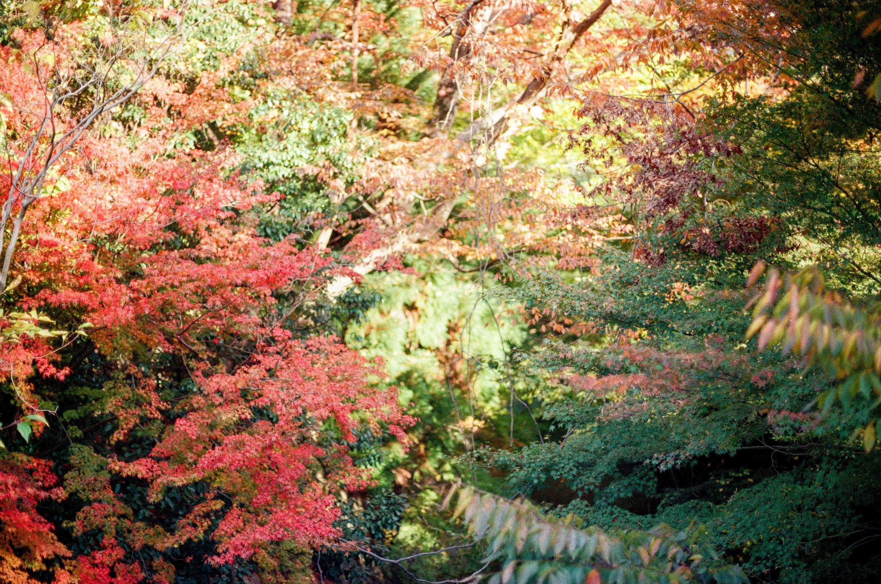 A photo of autumn foliage. Orange leaves dominate the left of the frame, transitioning to yellow and green as you work to the right of the shot.