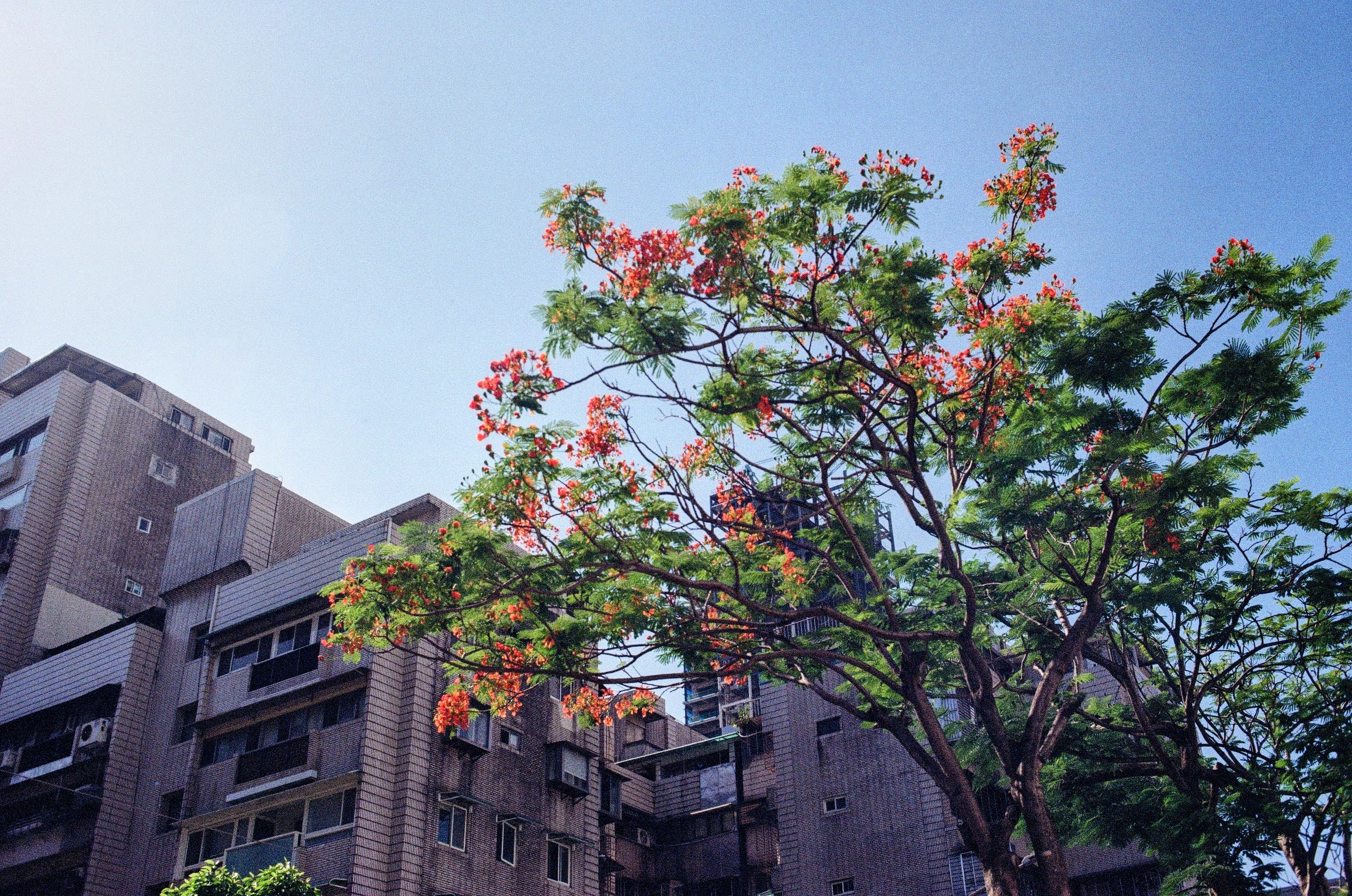 Looking up at a flowering tree in the city. Orange flowers bloom with green leaves. The sky is blue, and there are the rooftops of buildings in the background of the shot.