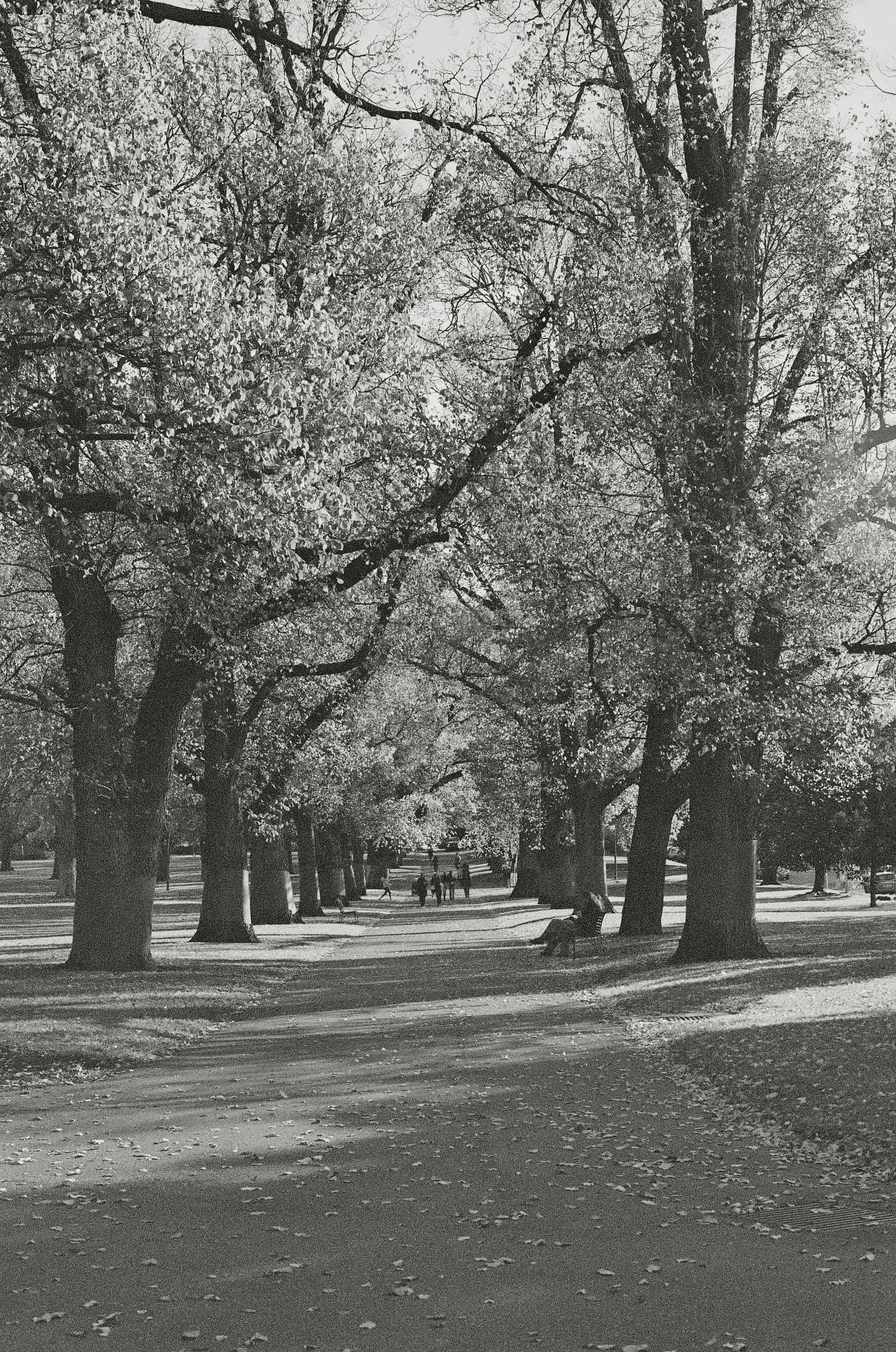 Black and white image looking down a tree lined path. The trees are large, over the people walking and sitting on benches. Leaves litter the ground.