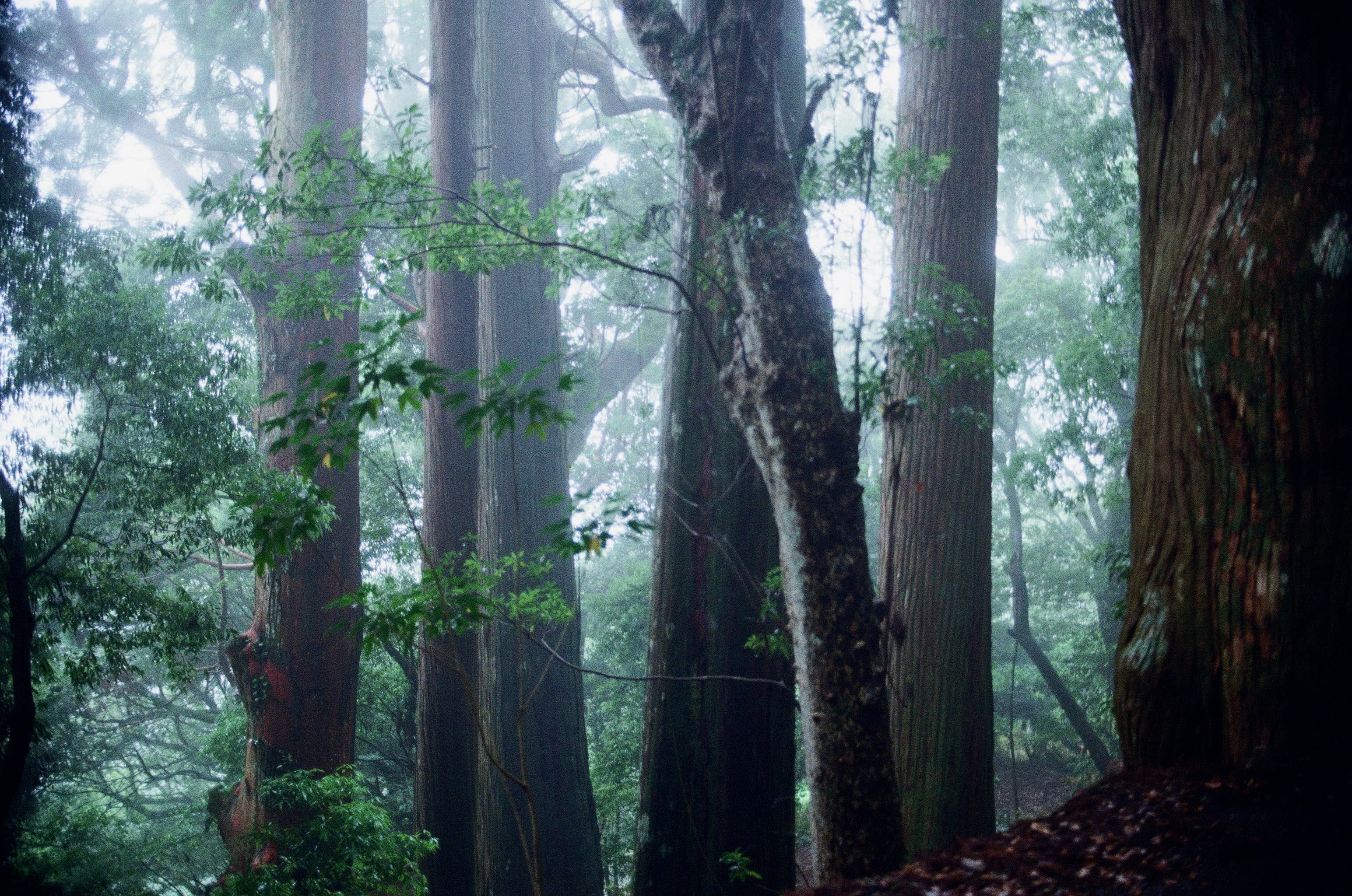 A view looking through a tree trunks shroweded in mist.