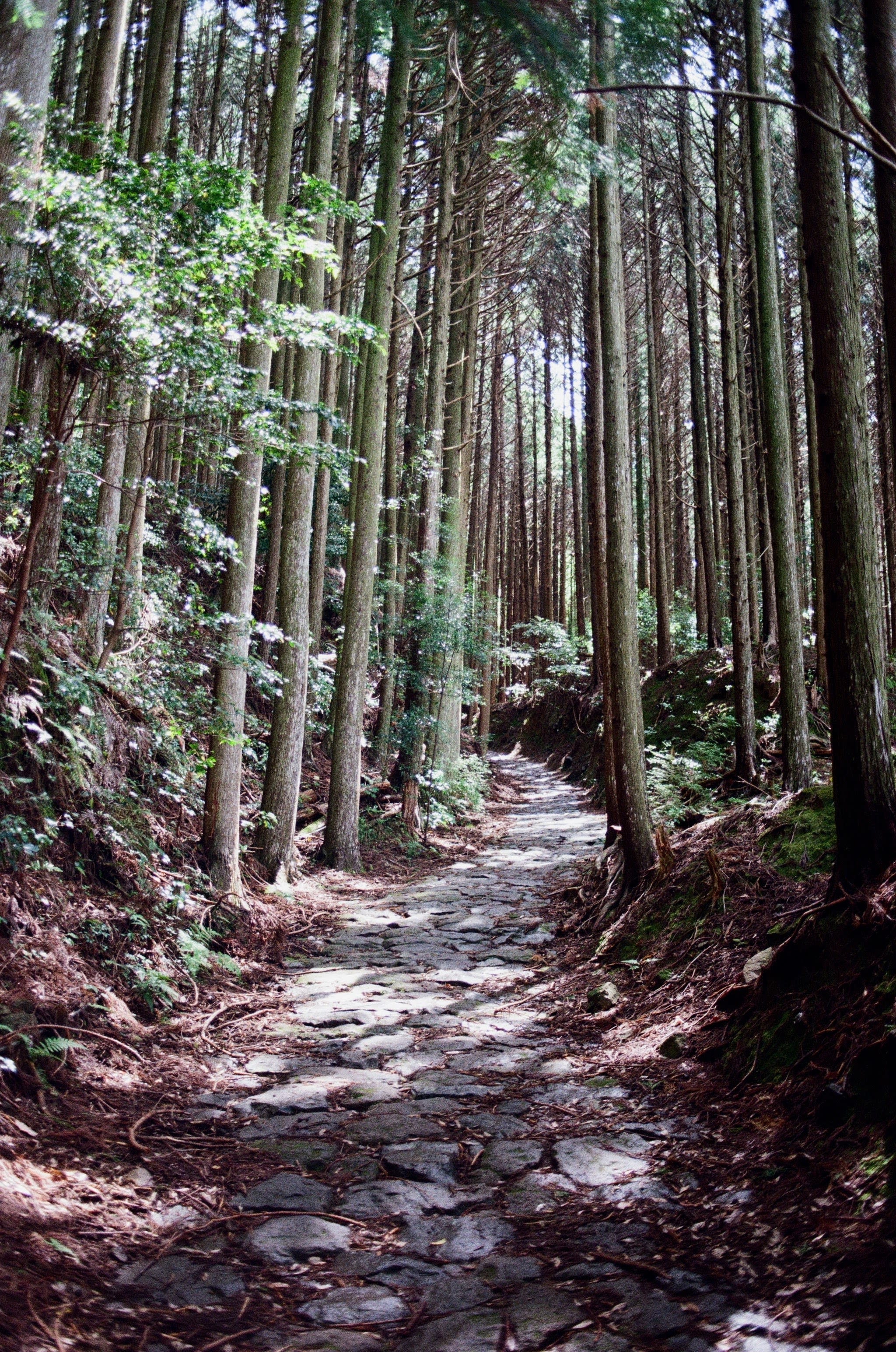 A stone path snakes between thin, tall tree trunks. It is partially lit by sunlight filtering through the canopy.