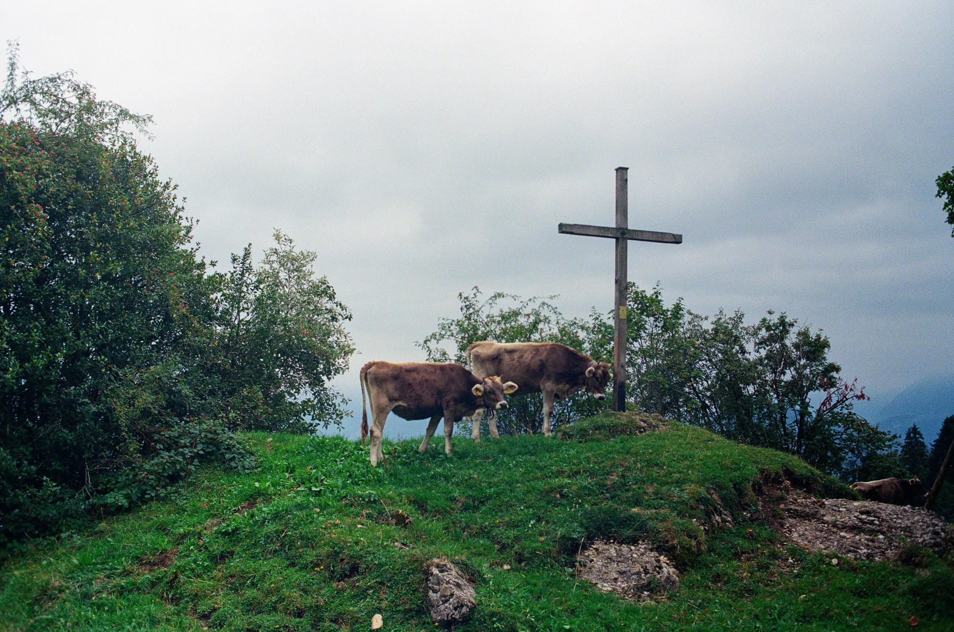 Two cows standing on a grassy mound next to a  thin wooden cross.