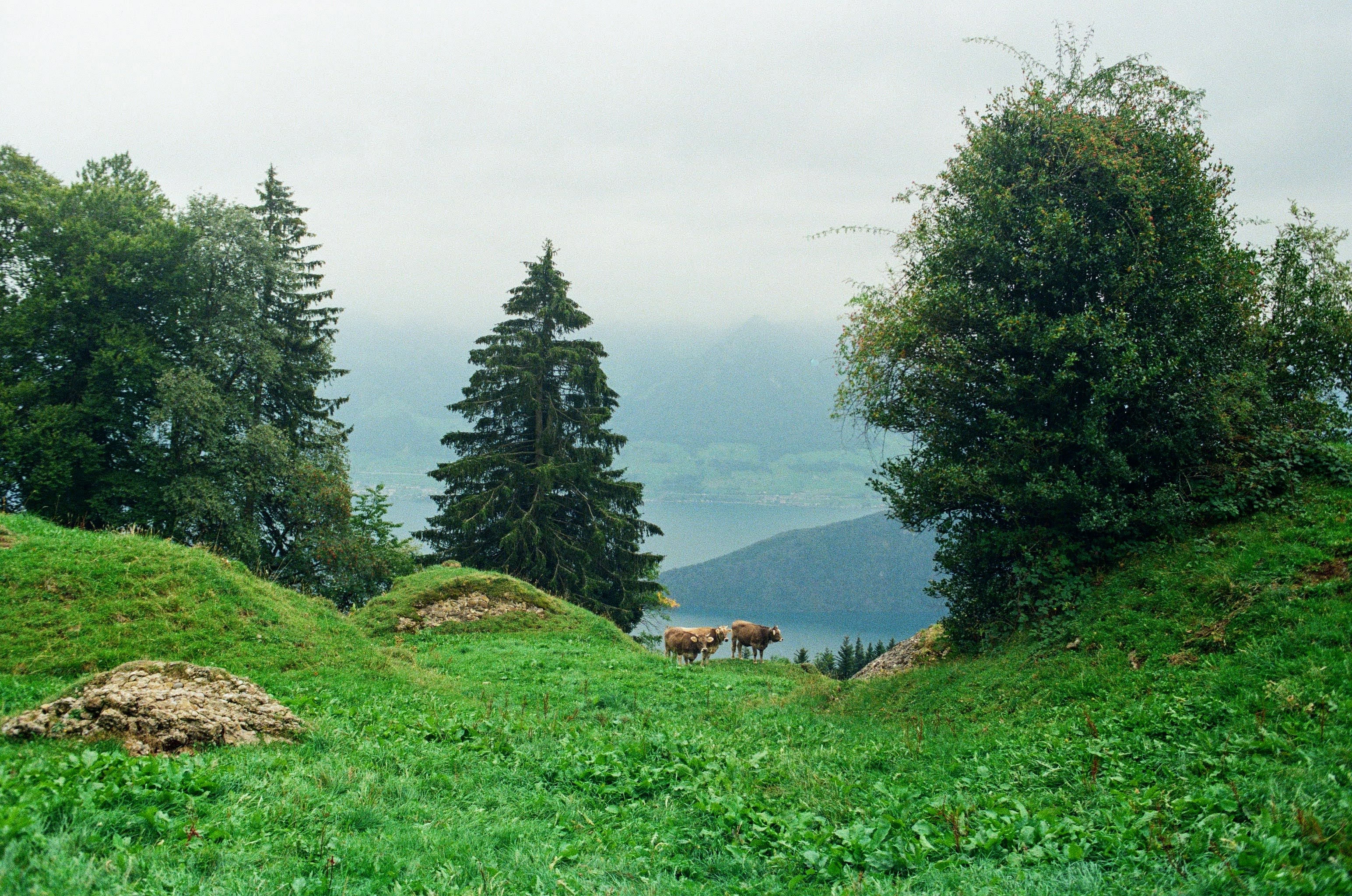 Cows stand between two grassy rises on a mountainside with a lake in the background.