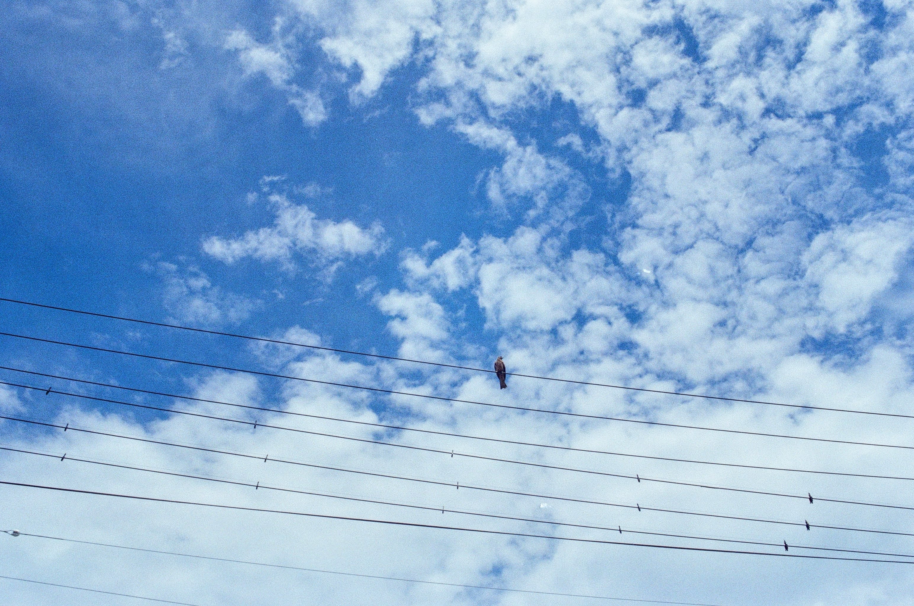 An eagle sits on an electrical wire on a partly cloudy day.