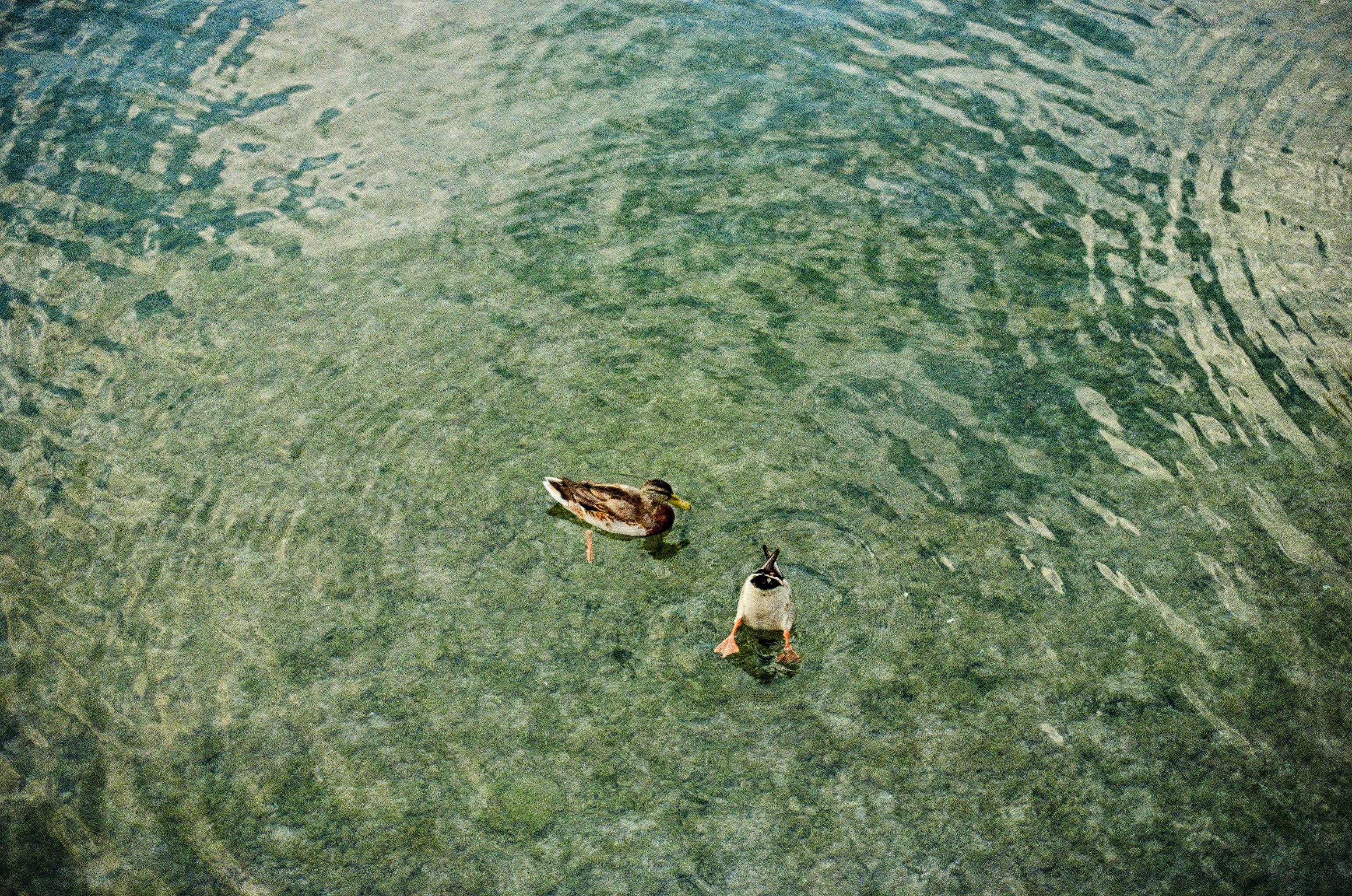 One duck is exploring underwater with it's rear in the air while another swims besides it watching on.