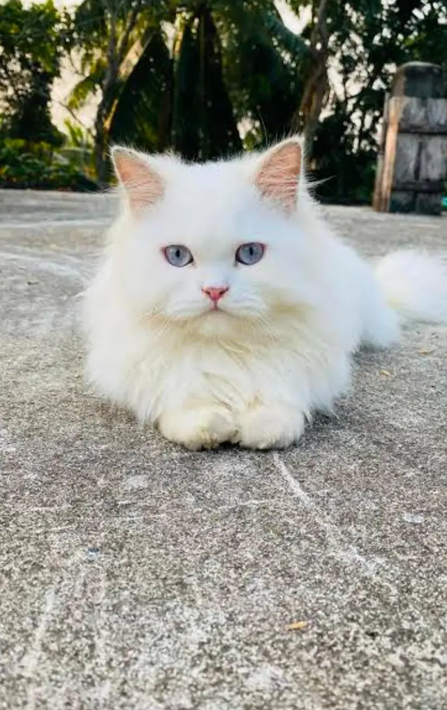 persian kittens|triple Coated|Punch Face kittens_cute|fluffy cat/peki