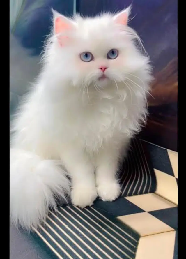 persian kittens|triple Coated|Punch Face kittens_cute|fluffy cat/peki