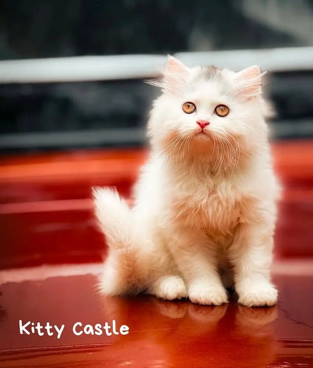 persian kittens|triple Coated|Punch Face kittens_cute|fluffy cat/peki