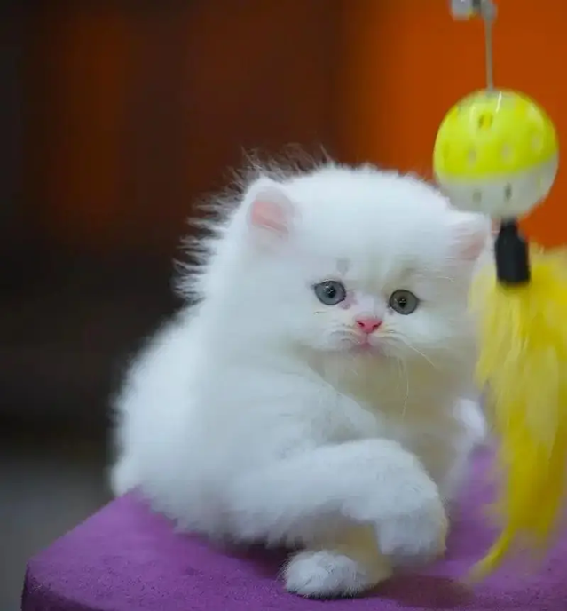persian kitten [ cute kitten ] triple coated/ punch face / cute cat