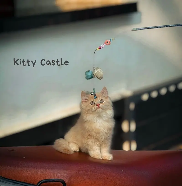 persian kitten [ cute kitten ] triple coated/ punch face / cute cat