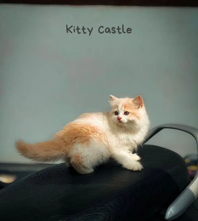 persian kitten [ cute kitten ] triple coated/ punch face / cute cat