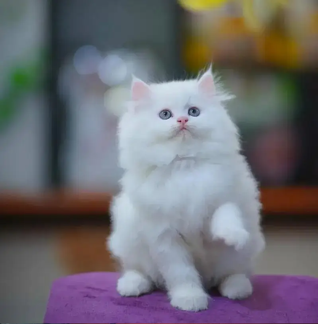 persian kittens|triple Coated|Punch Face kittens_cute|fluffy cat/peki