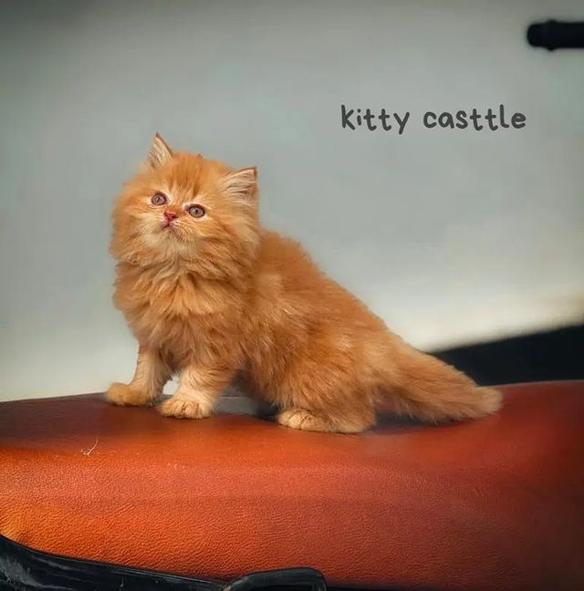 persian kittens|triple Coated|Punch Face kittens_cute|fluffy cat/peki