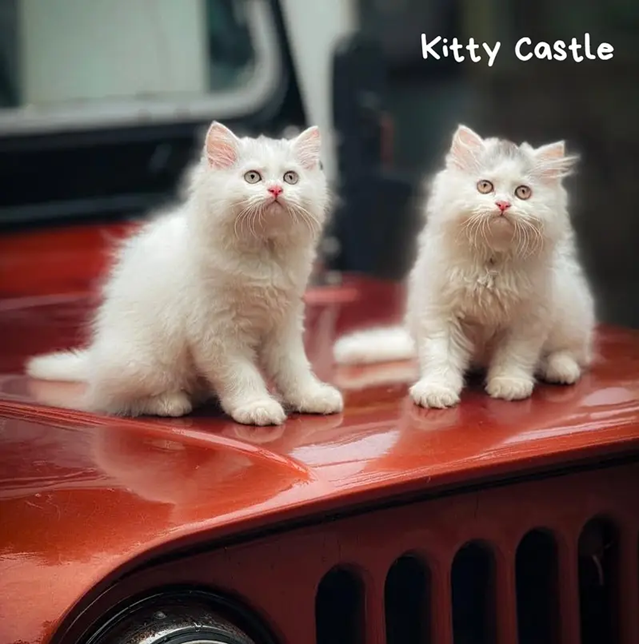 persian kittens|triple Coated|Punch Face kittens_cute|fluffy cat/peki