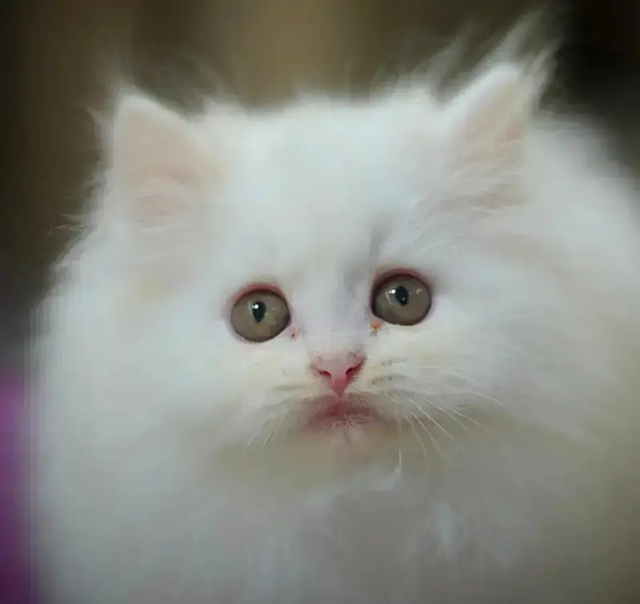 persian kittens|triple Coated|Punch Face kittens_cute|fluffy cat/peki