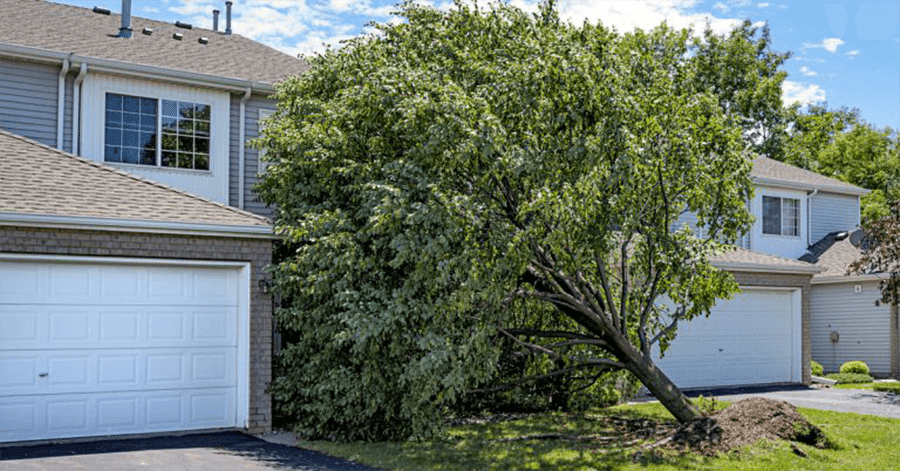 Responsabilidade por galhos de árvores e raízes no condomínio