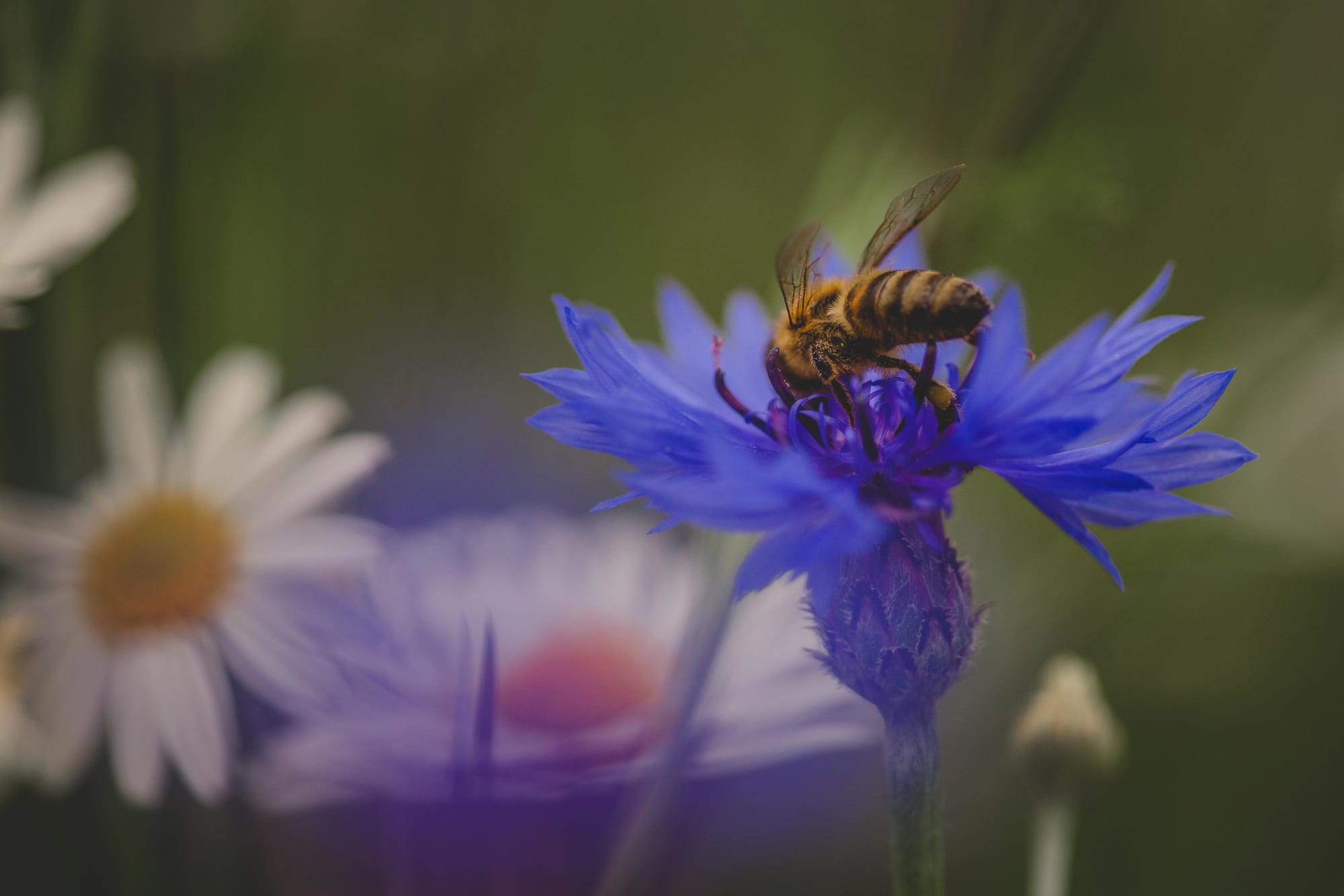 Nahaufnahme einer Biene auf einer Kornblume