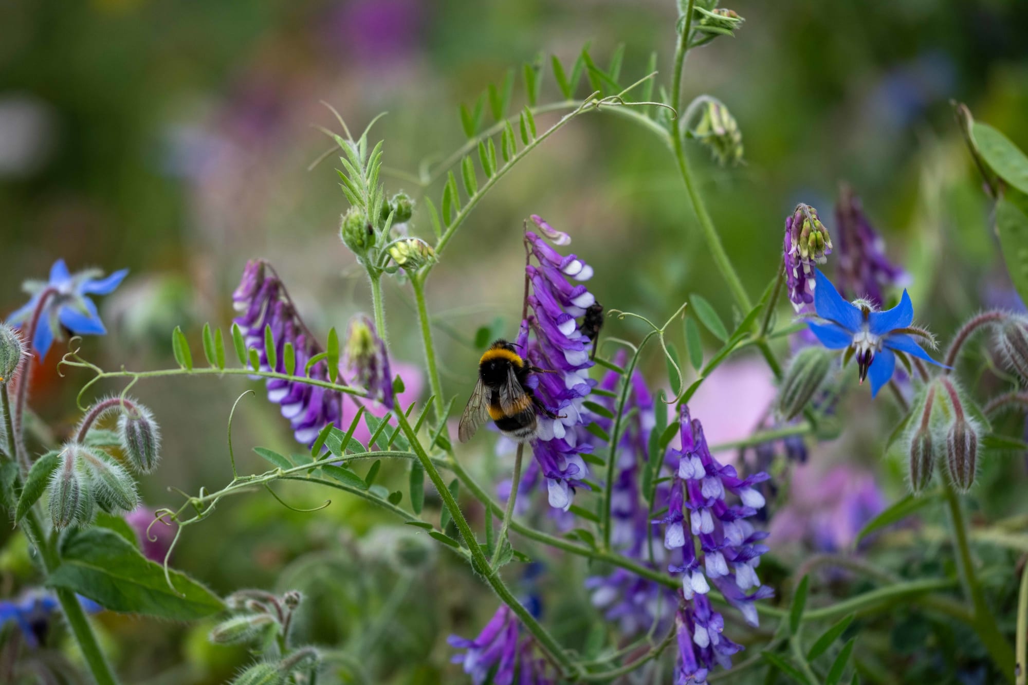 Bluehflaeche Blume mit Hummel