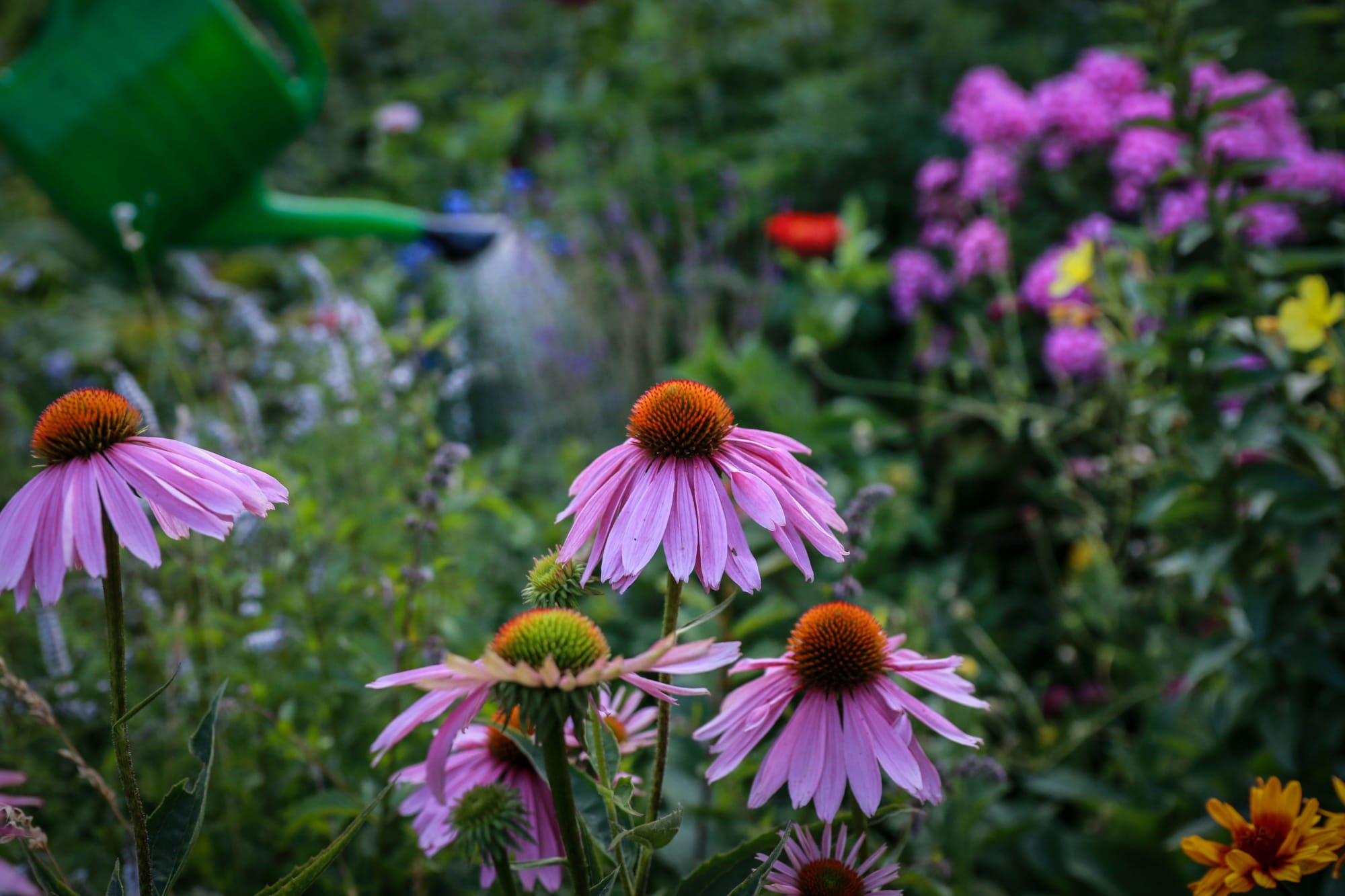 Blumengarten und Giesskanne im Hintergrund