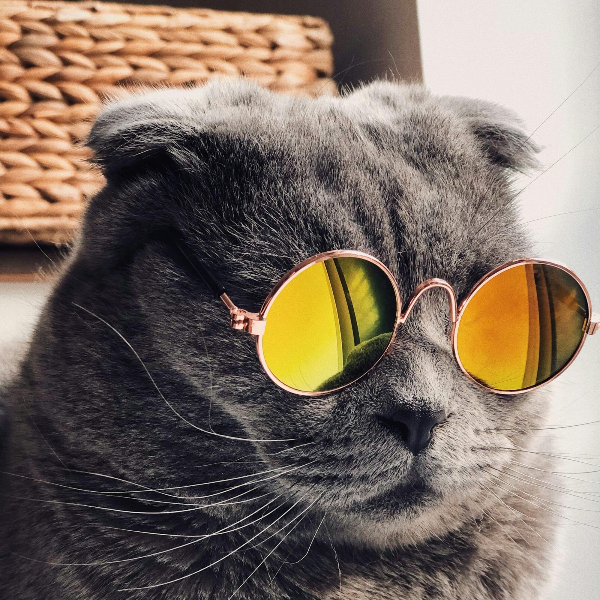 Eine Katze mit cooler verspiegelter Sonnenbrille.